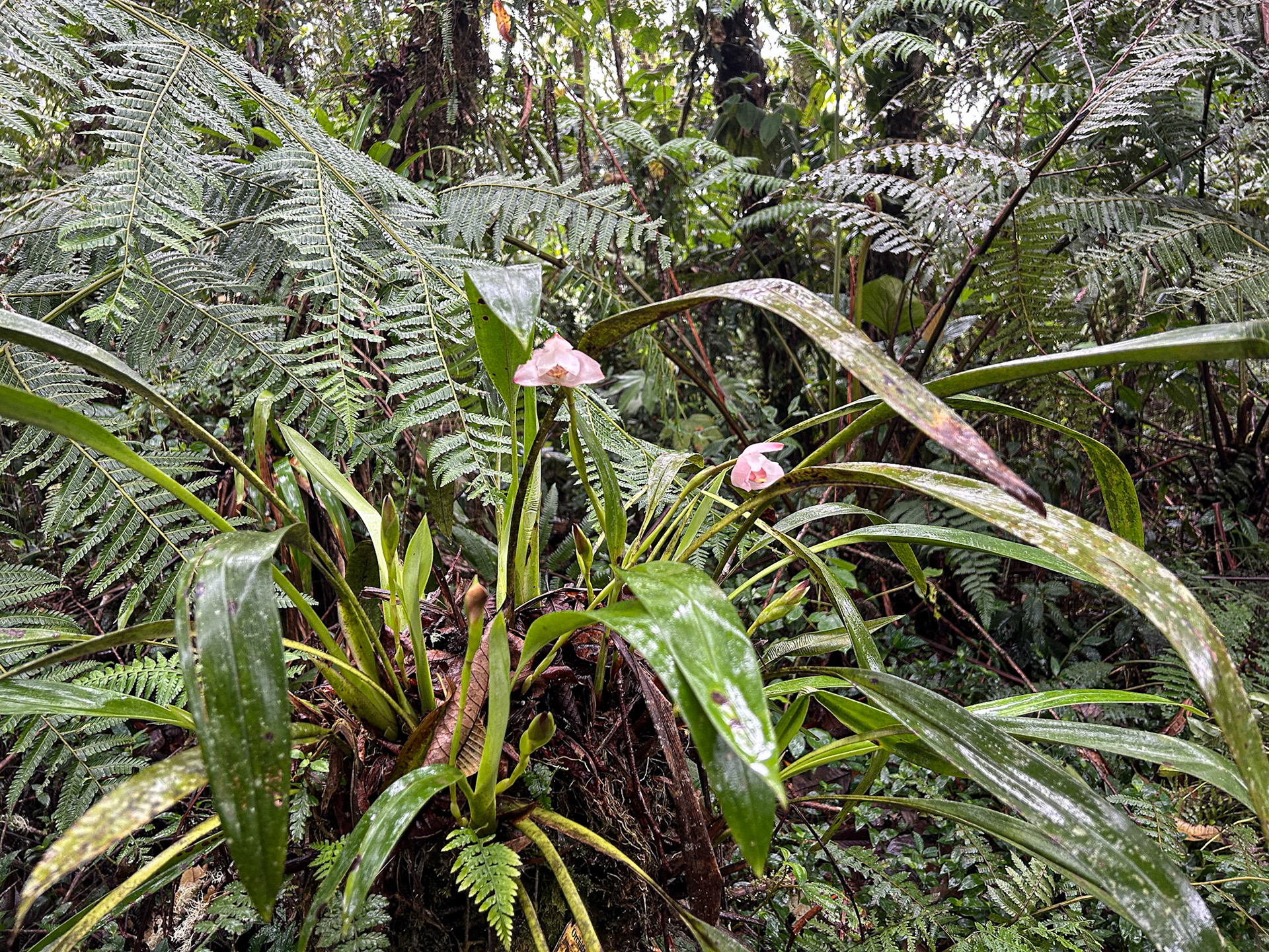 Unidentified Wild Orchid
