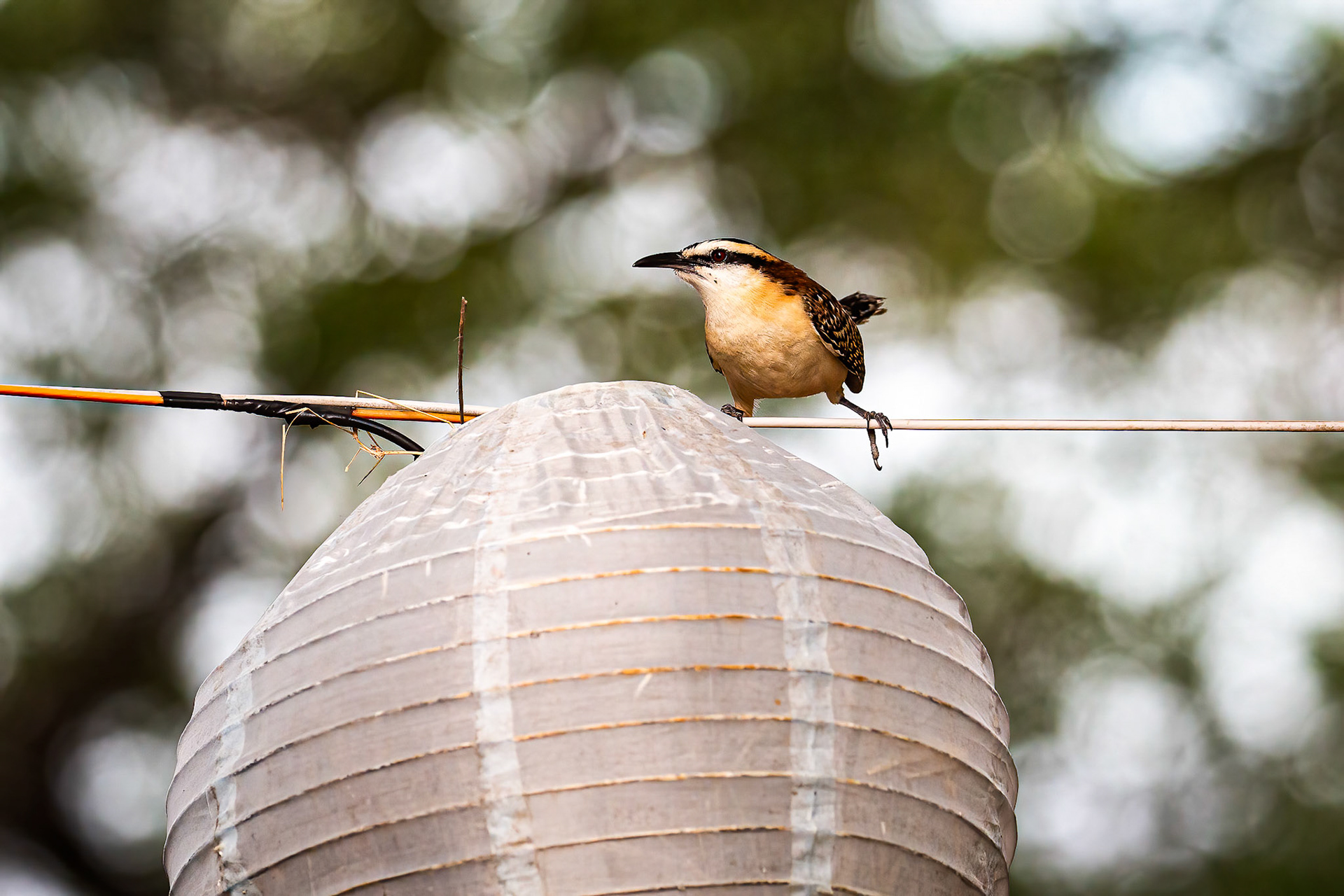 Rufous-naped Wren