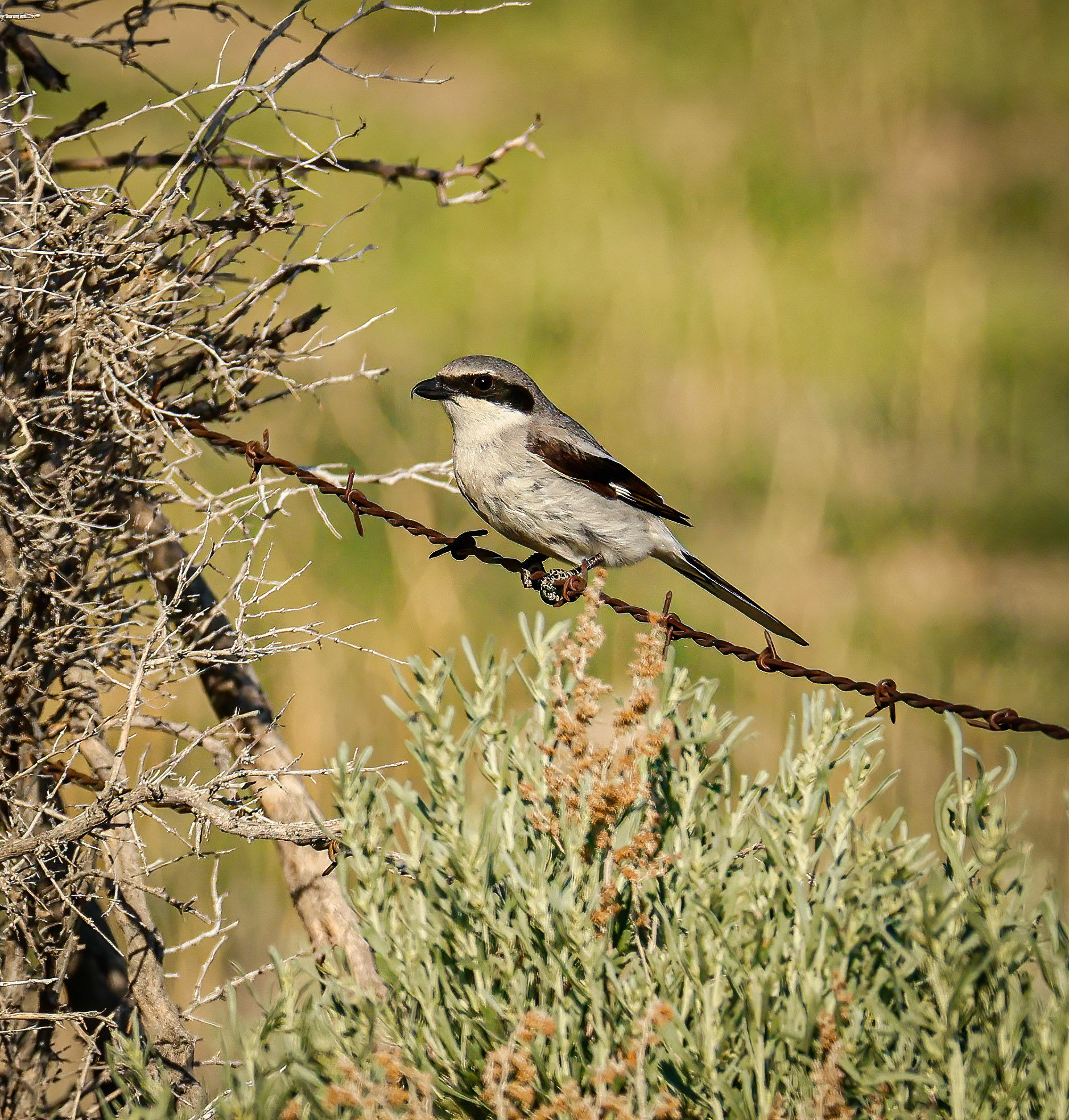 Loggerhead Shrike
