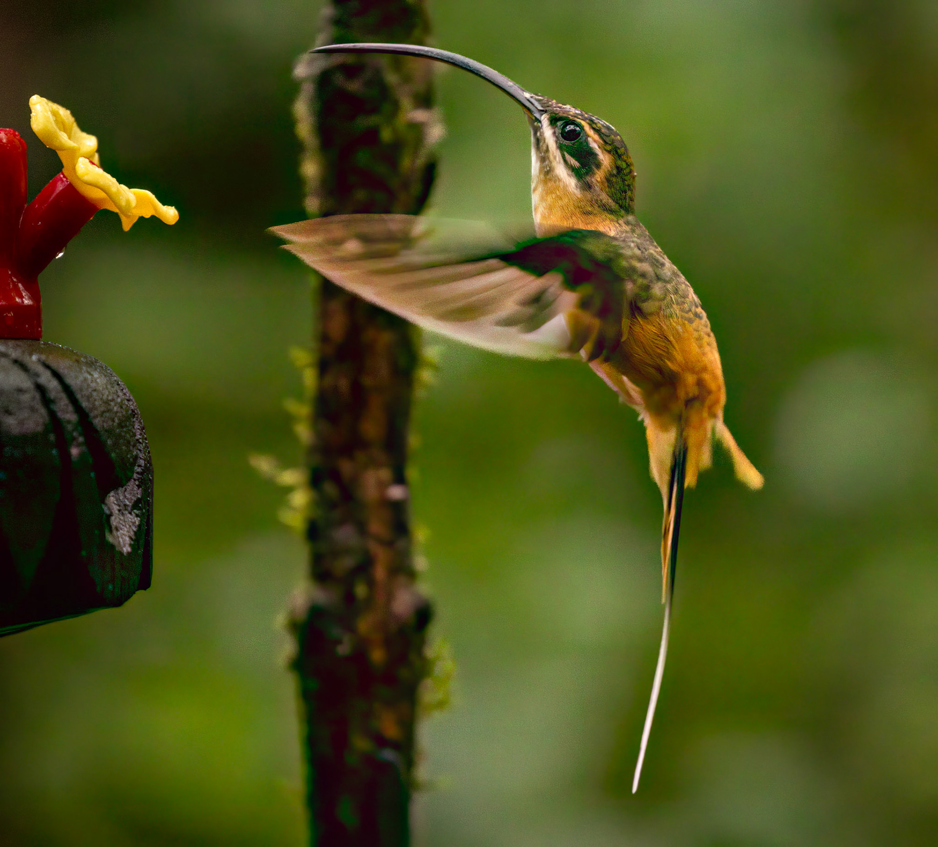Tawny-bellied Hermit