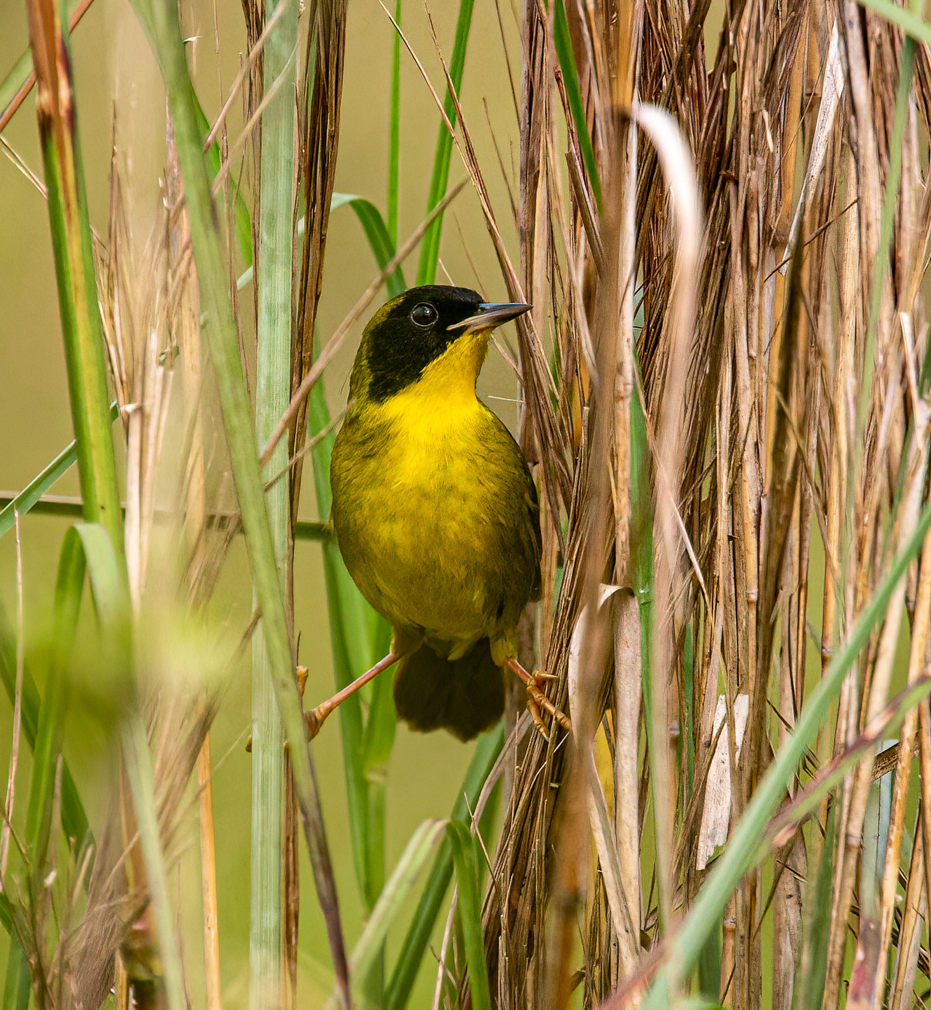 Olive-crowned Yellowthroat