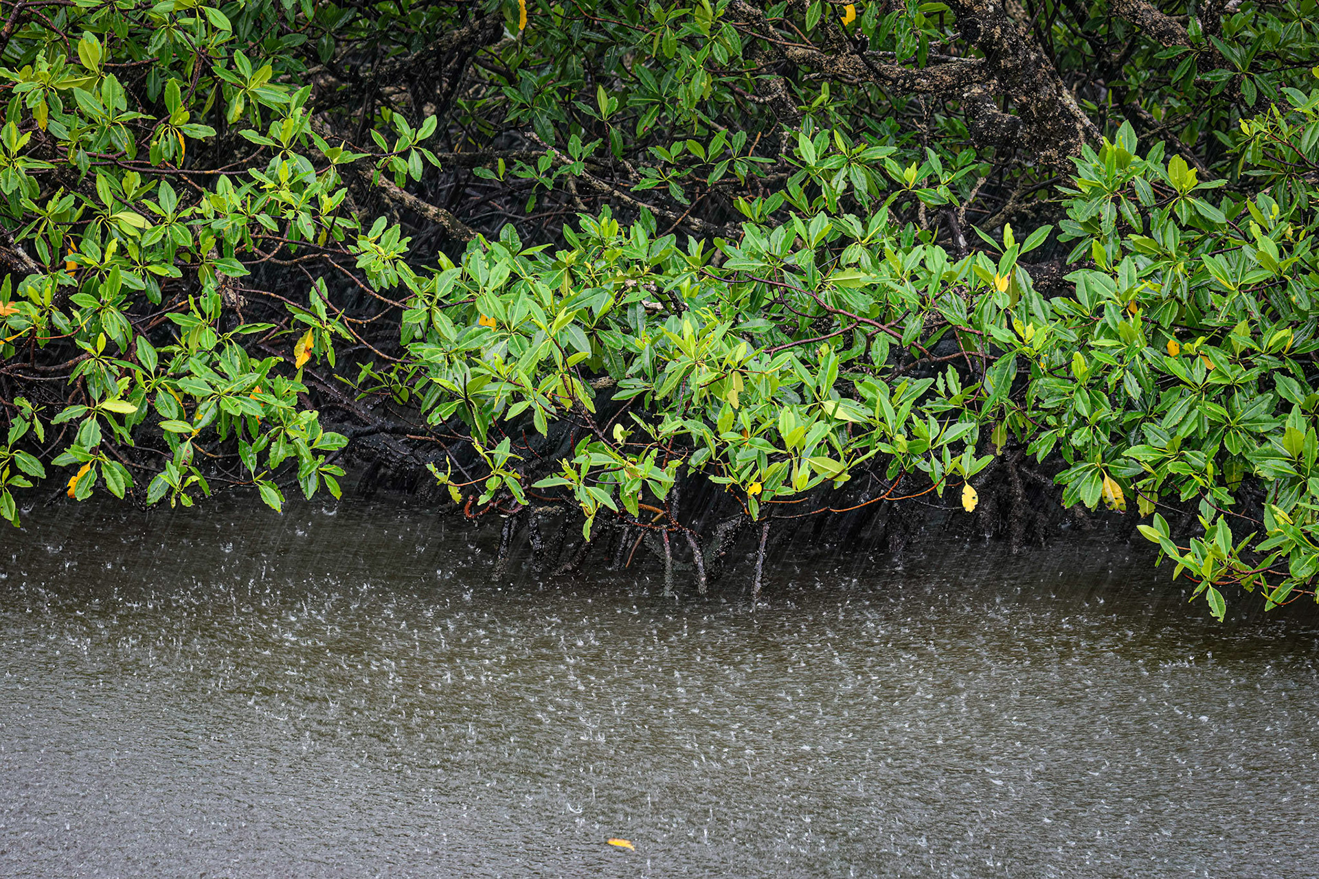 Yep, more rain detail.