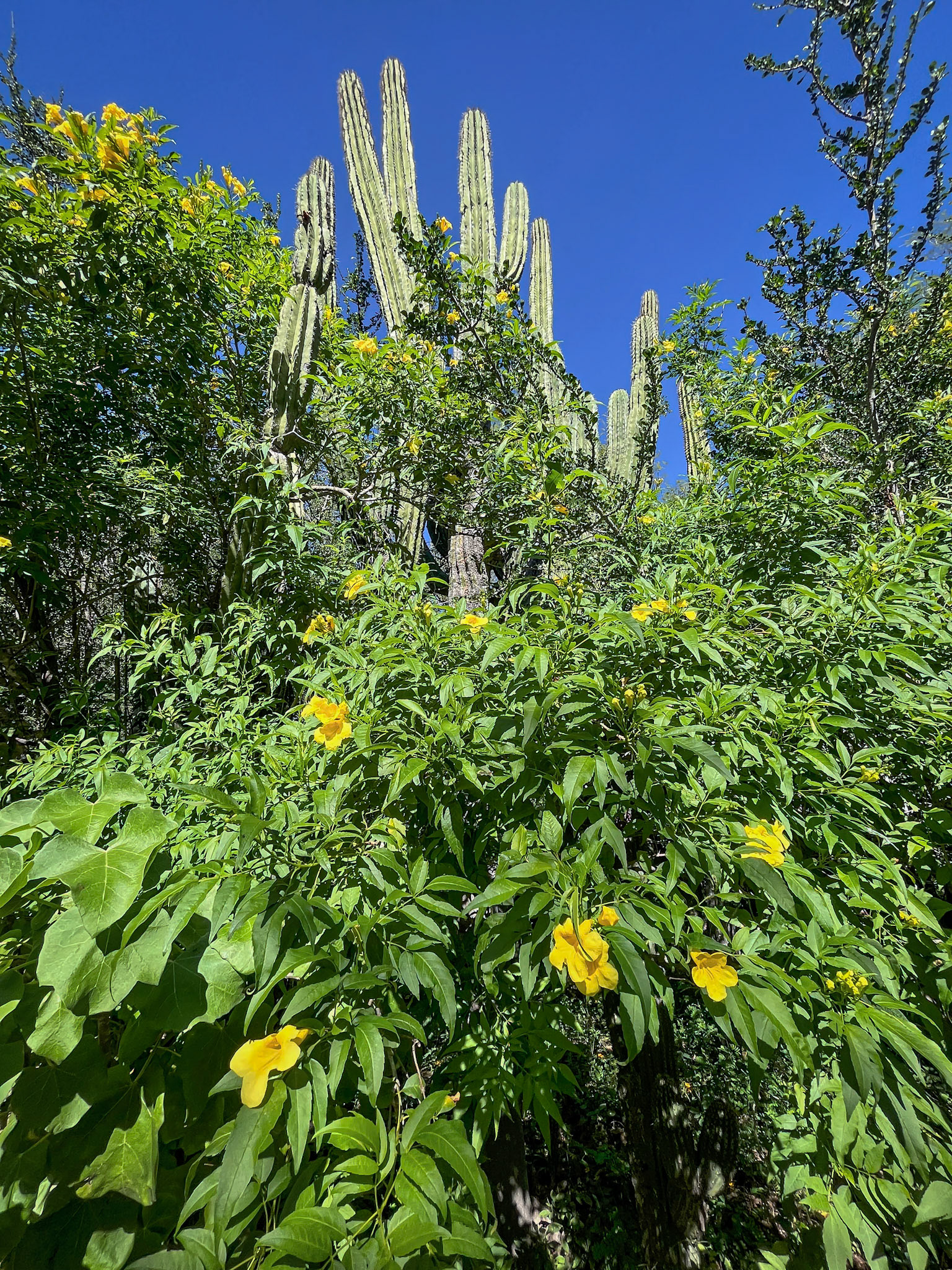 Santuario de los Cactus