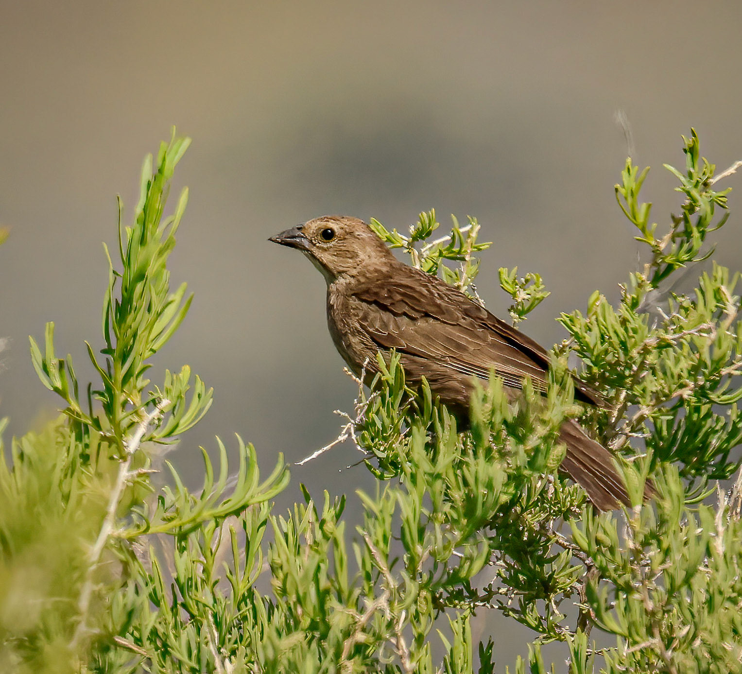 Brown-headed Cowbird