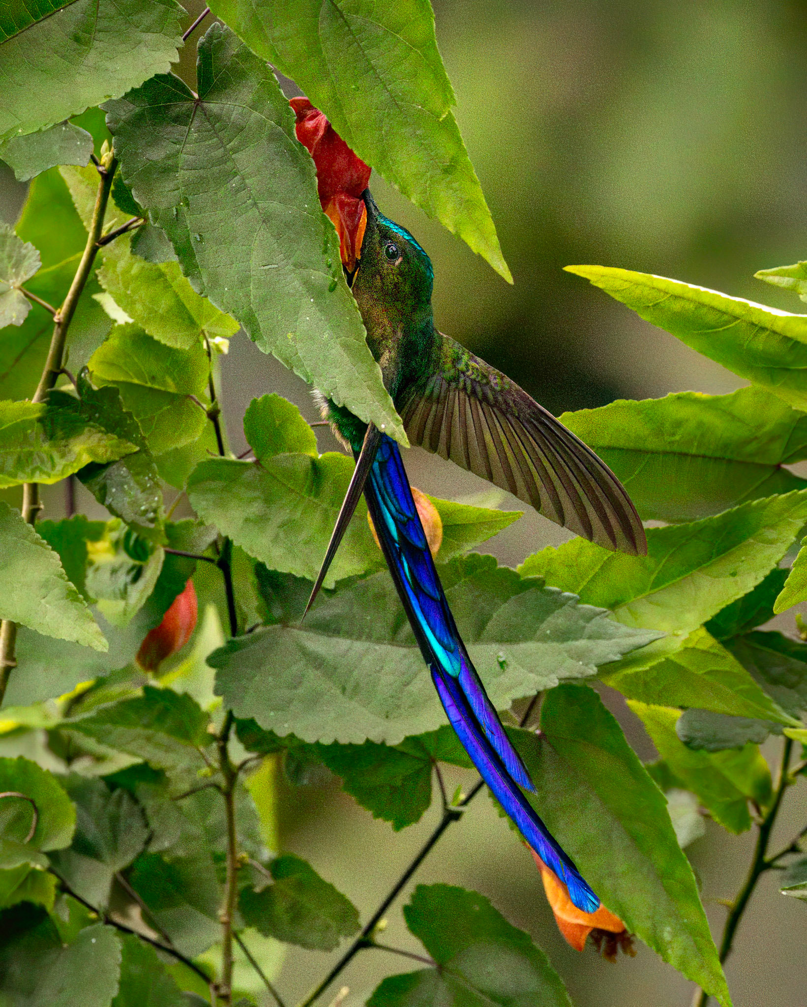 Violet-tailed Sylph