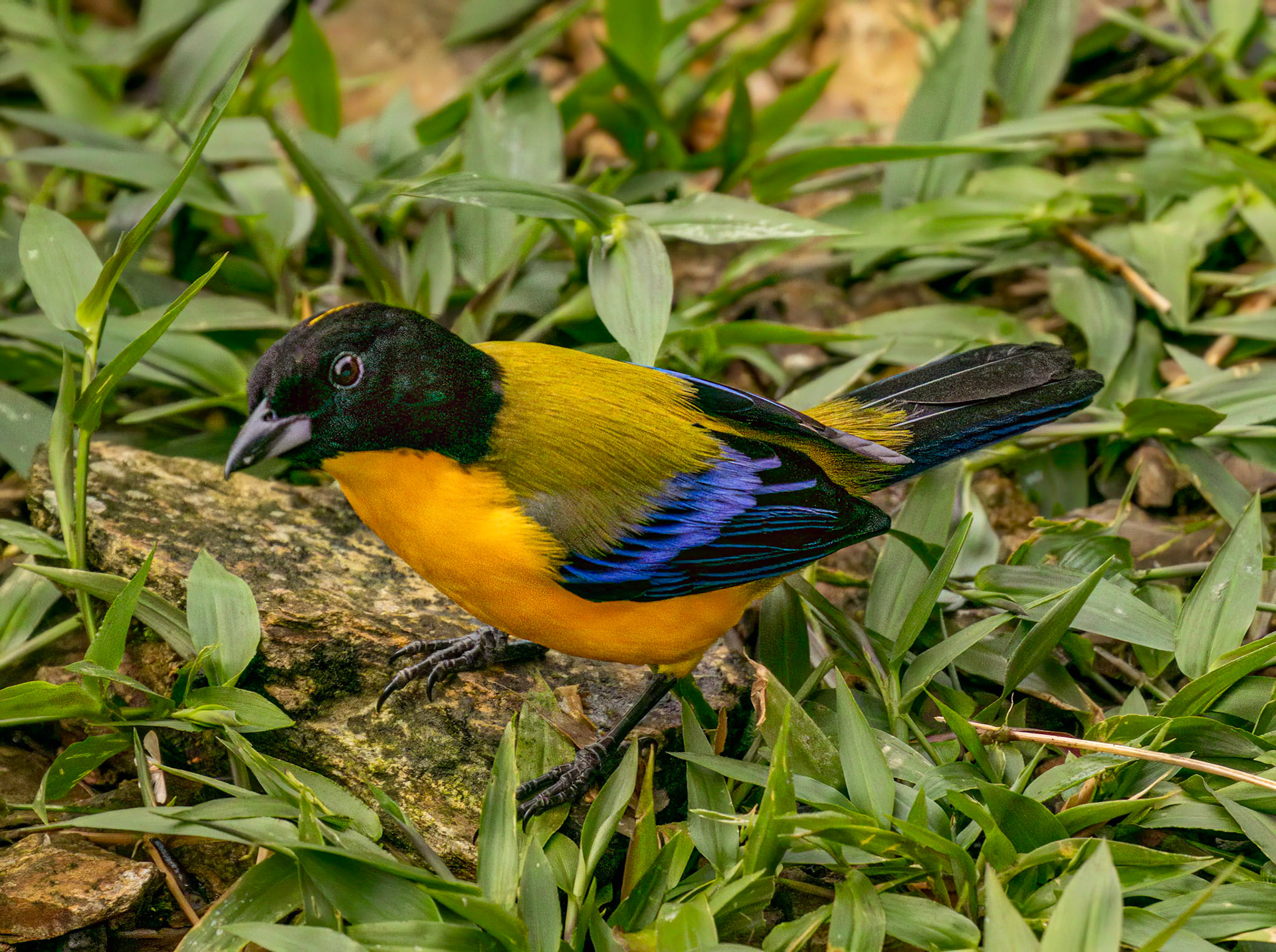 Black-chinned Mountain Tanager