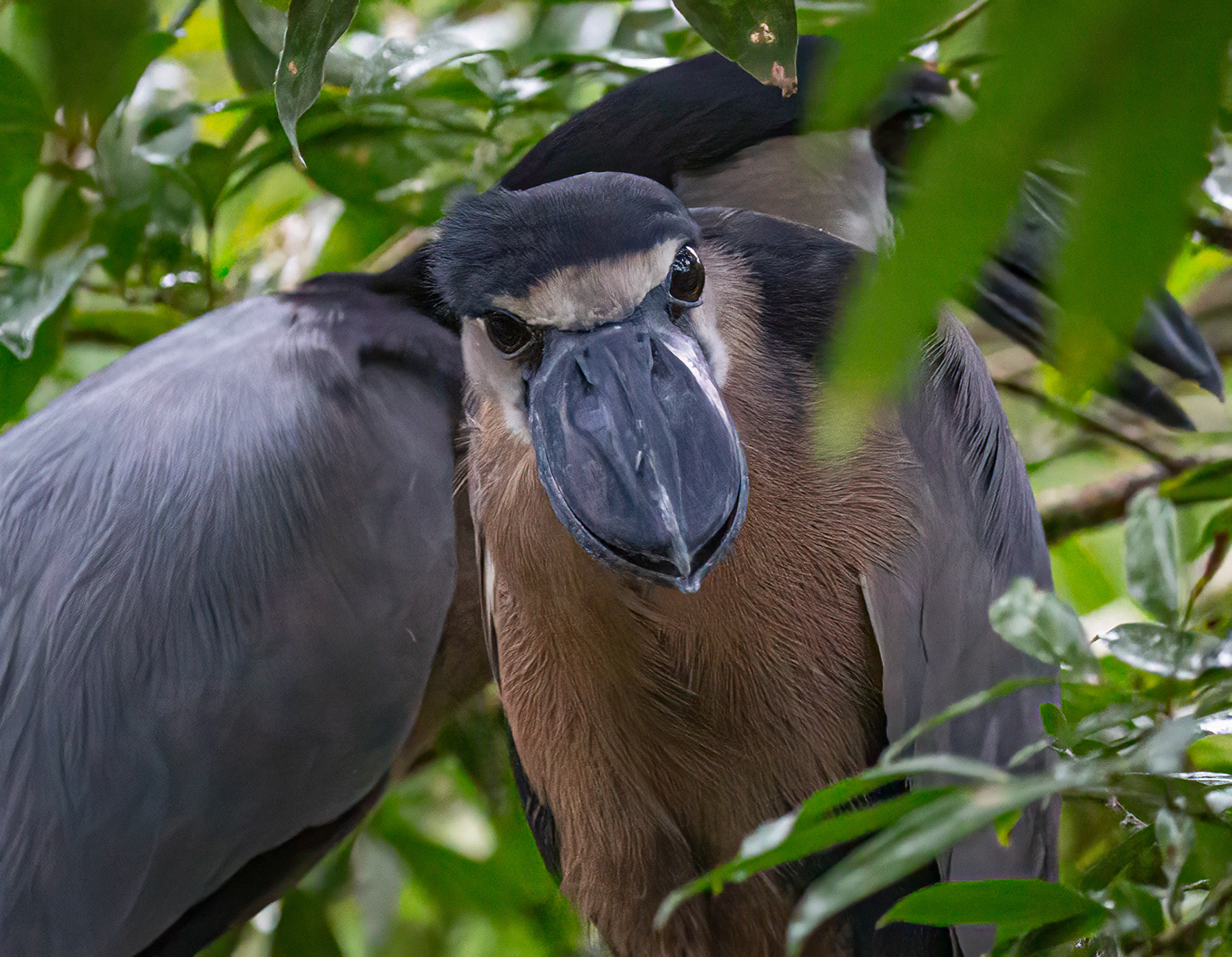 Boat-billed Heron