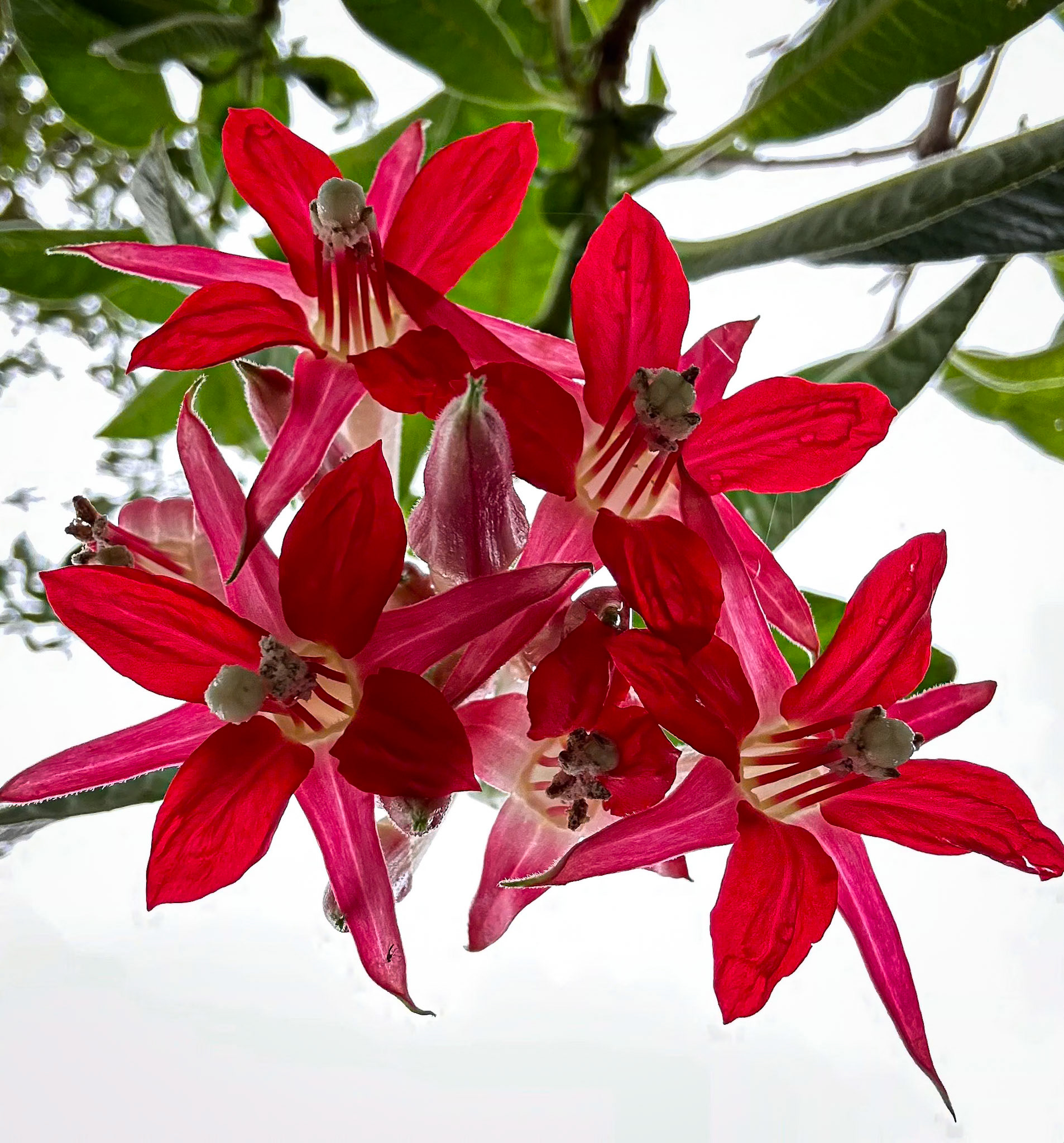 Lady's Eardrops (fuchsia boliviana)