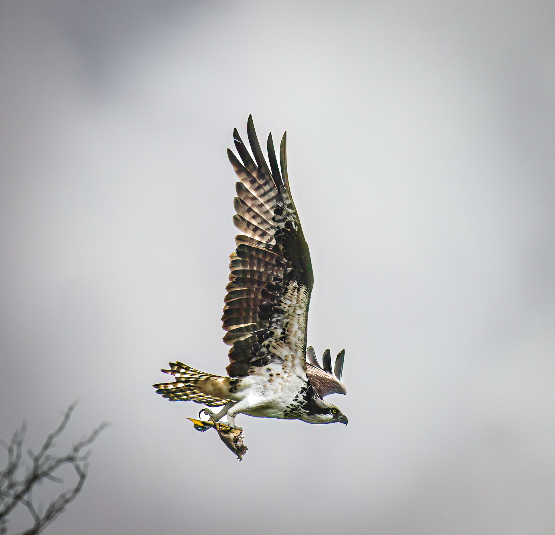 Osprey with a meal.