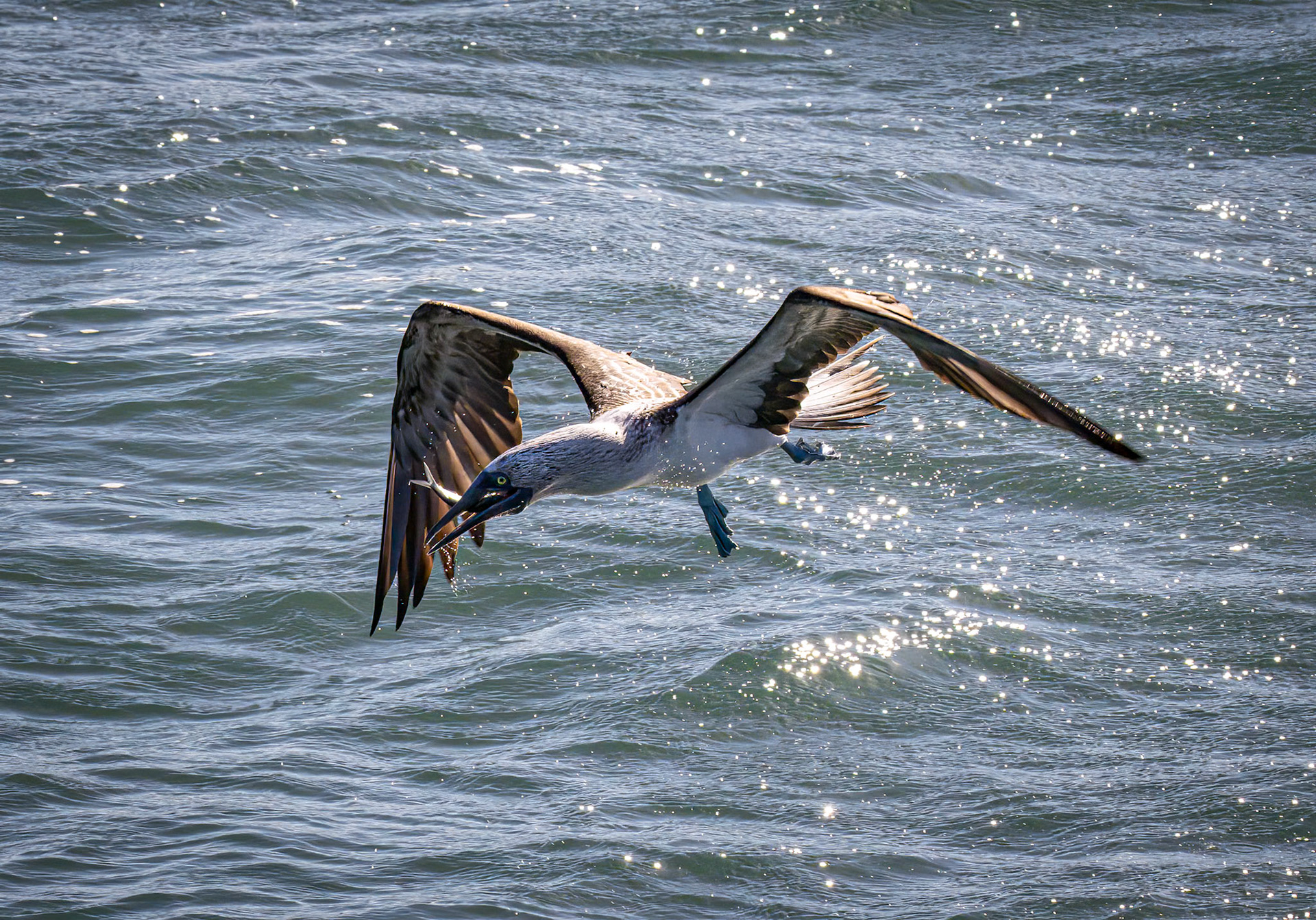 Blue-footed Booby