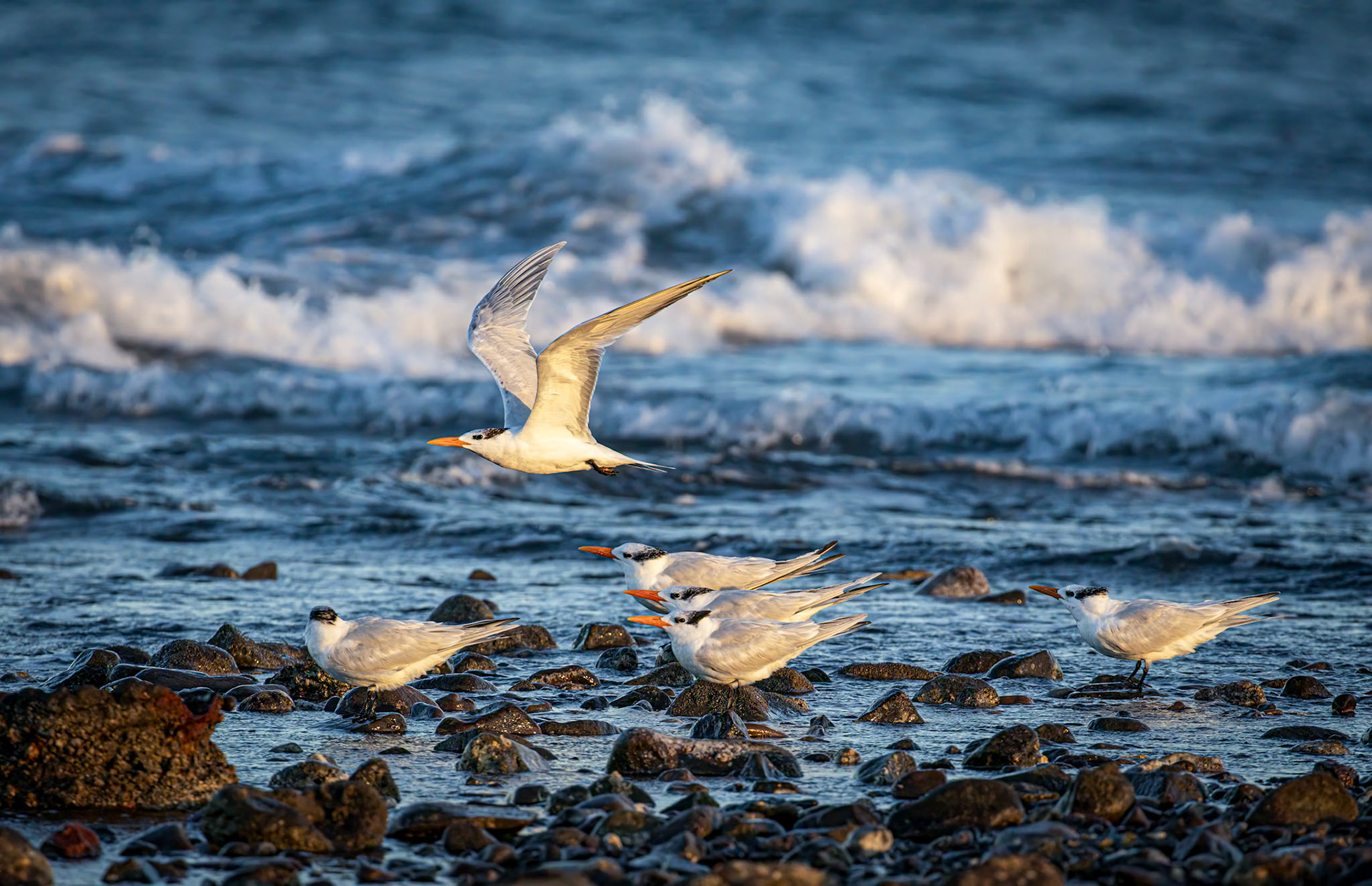 Royal Tern facing into the wind