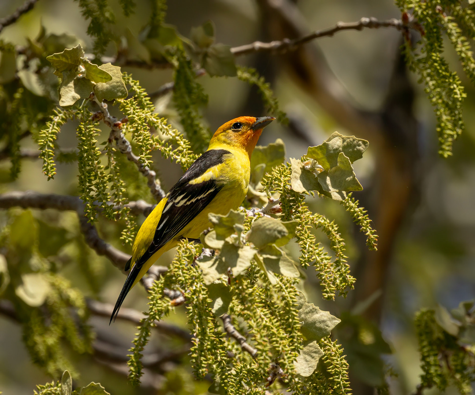 Western Tanager