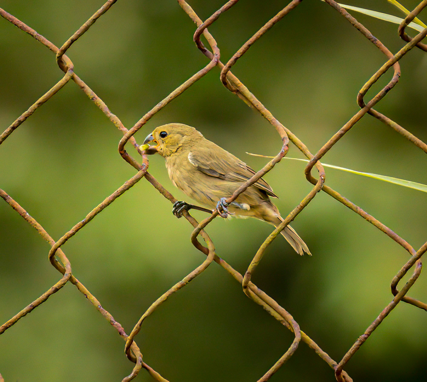 Variable Seedeater