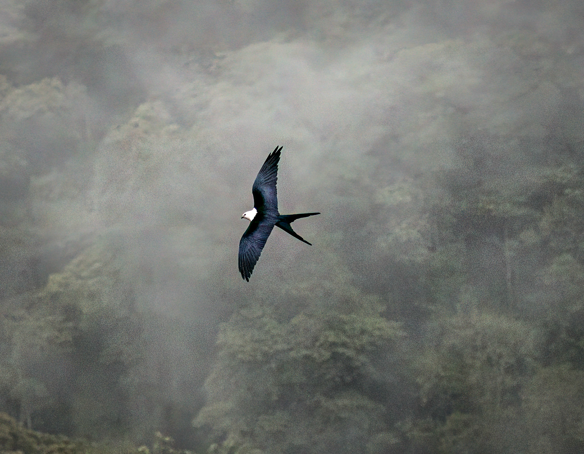 Swallow-tailed Kite