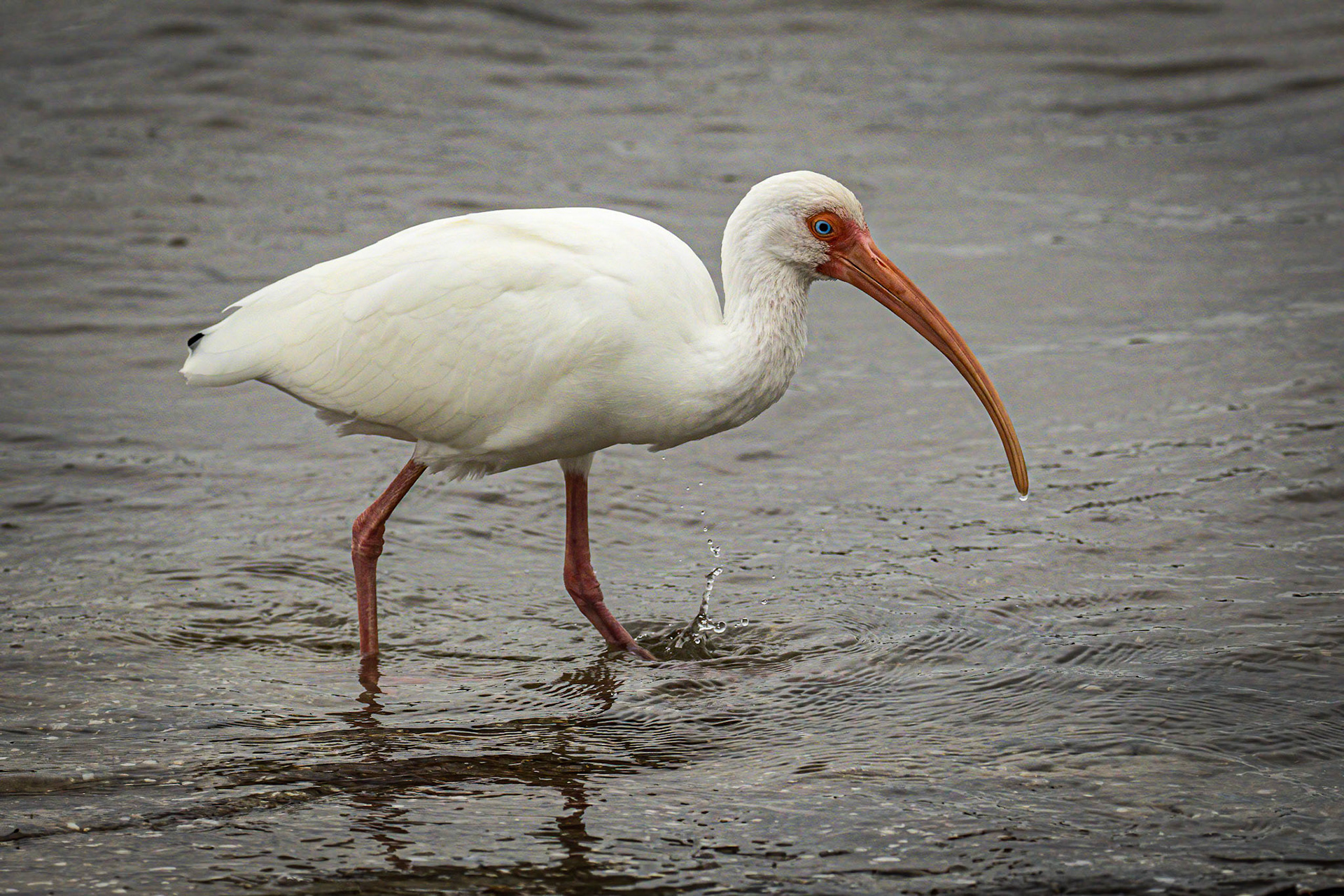 White Ibis