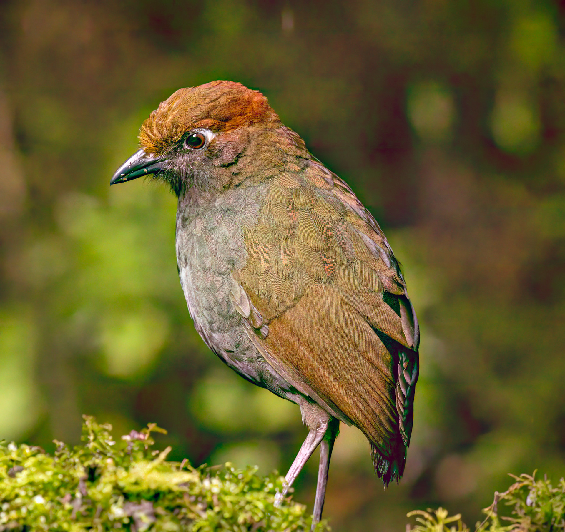 Chestnut-naped Antpita