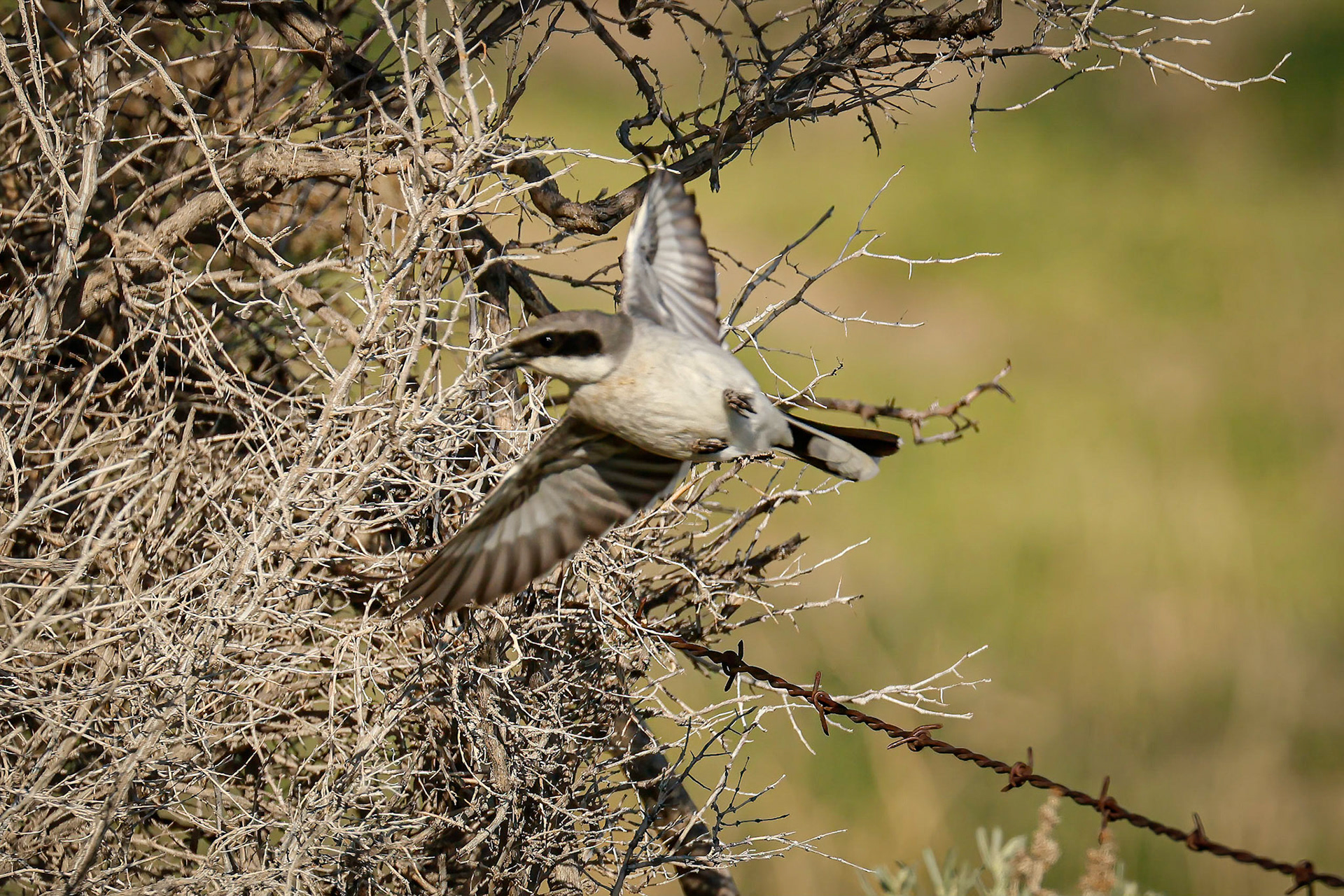 Loggerhead Shrike