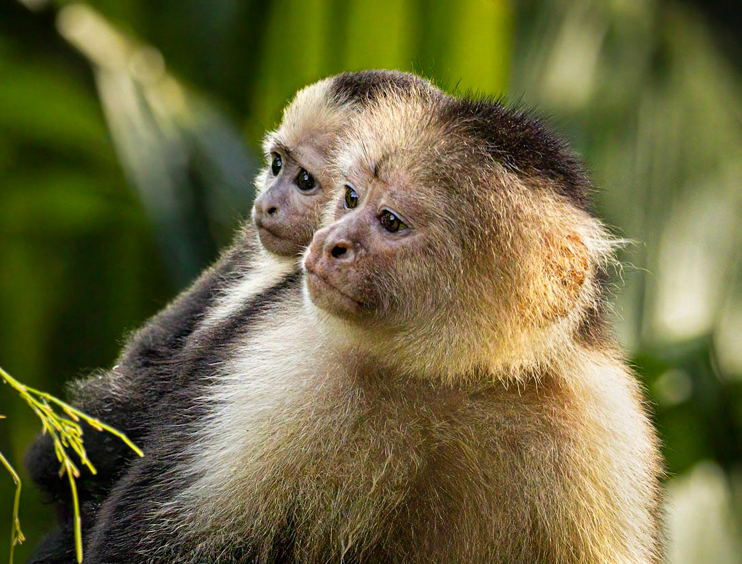 Capuchin Monkey