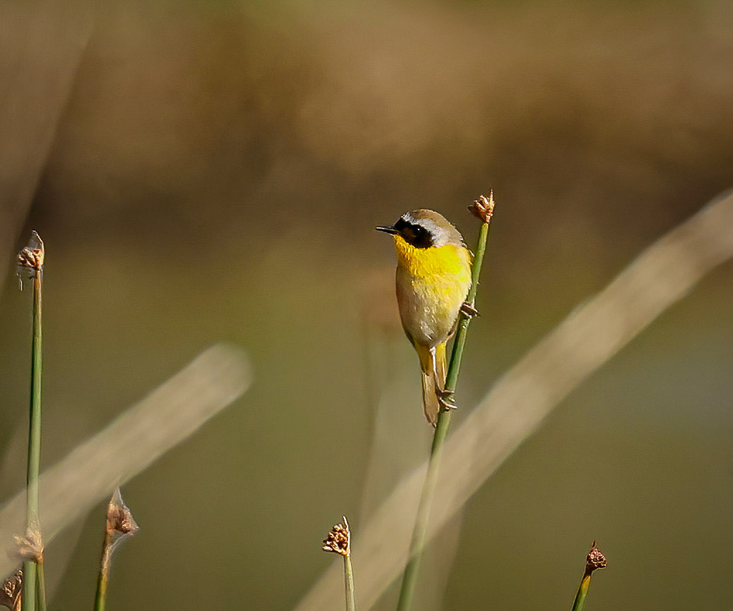 Common Yellowthroat