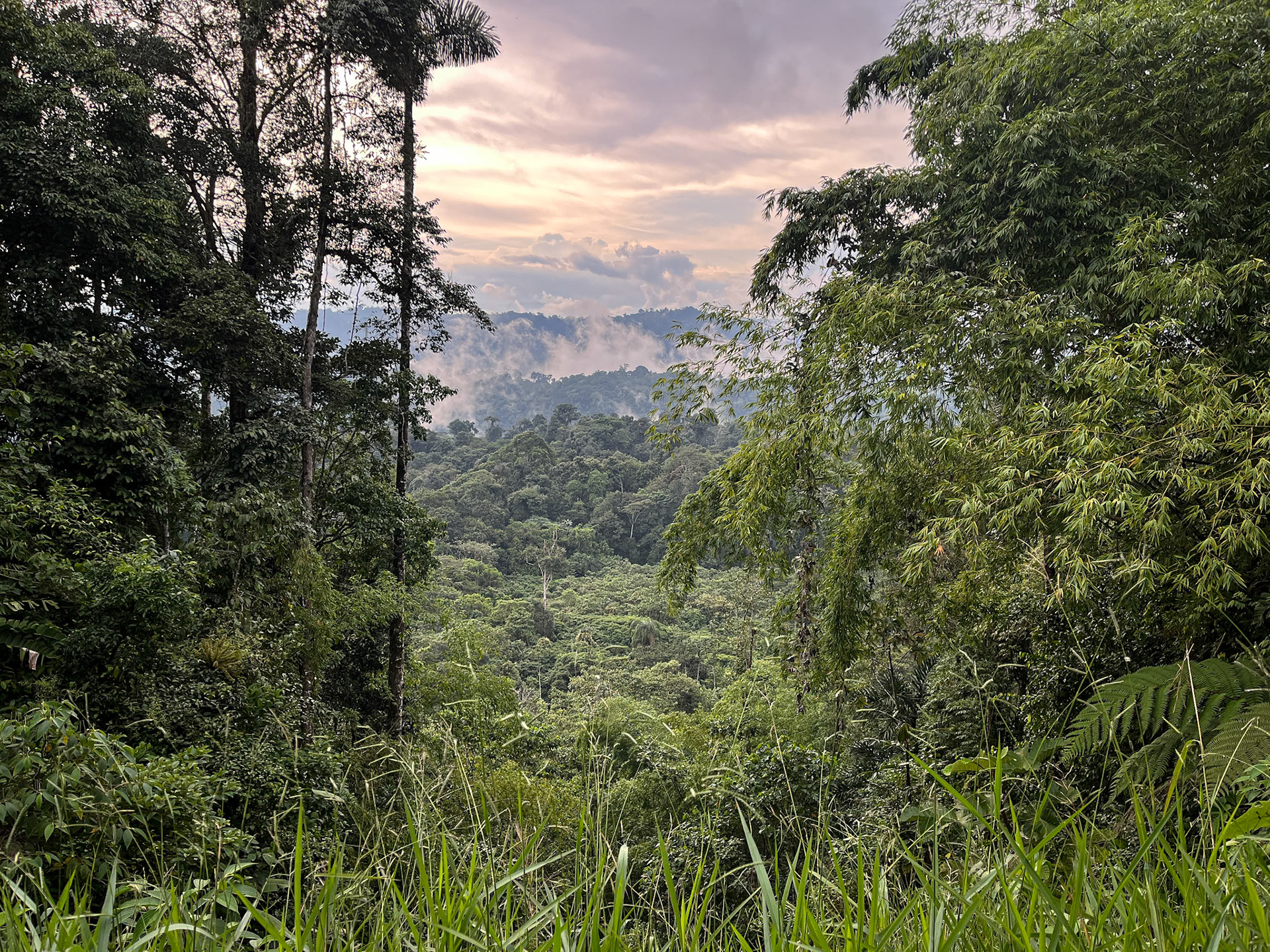 Our introduction to Wild Sumaco Lodge