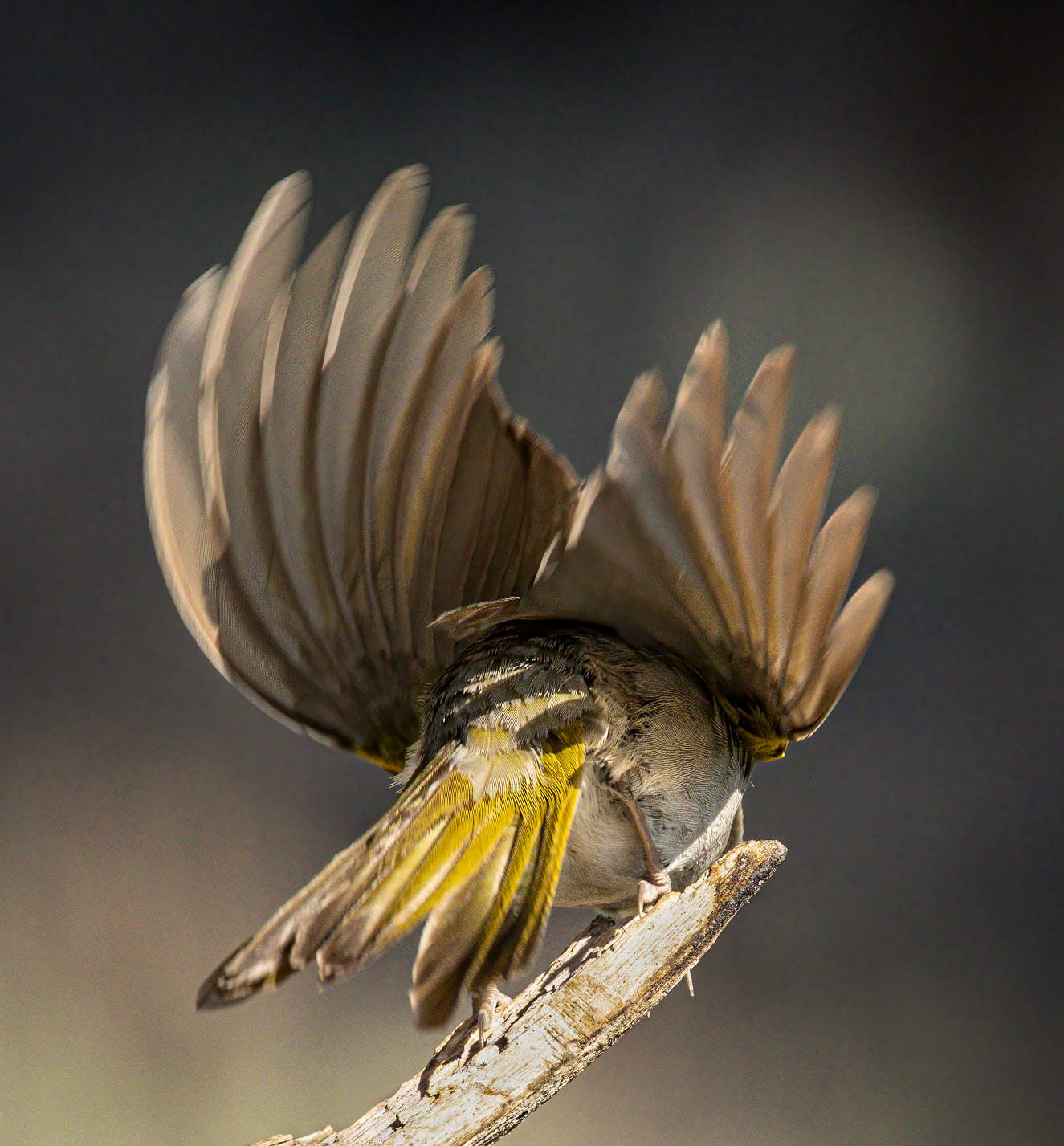 Green-tailed Towhee