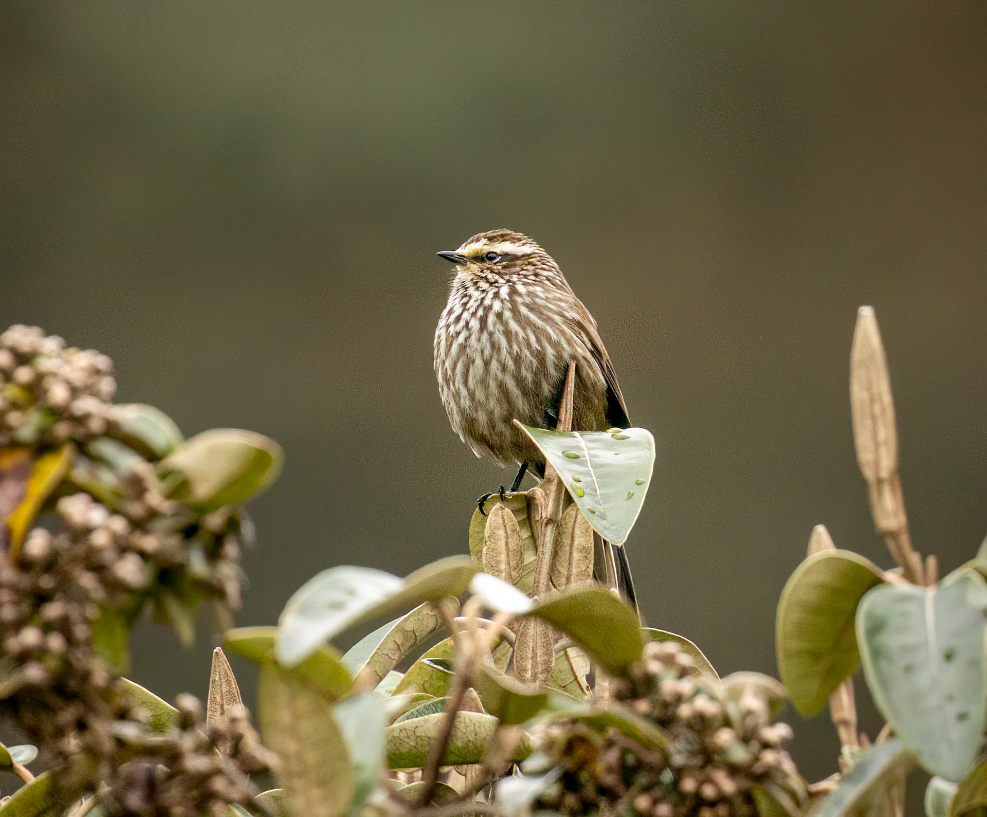 Andean Tit-Spinetail