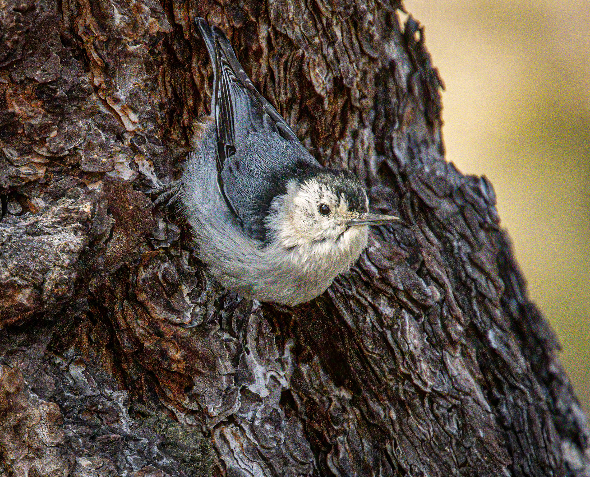 White-breasted Nuthatch