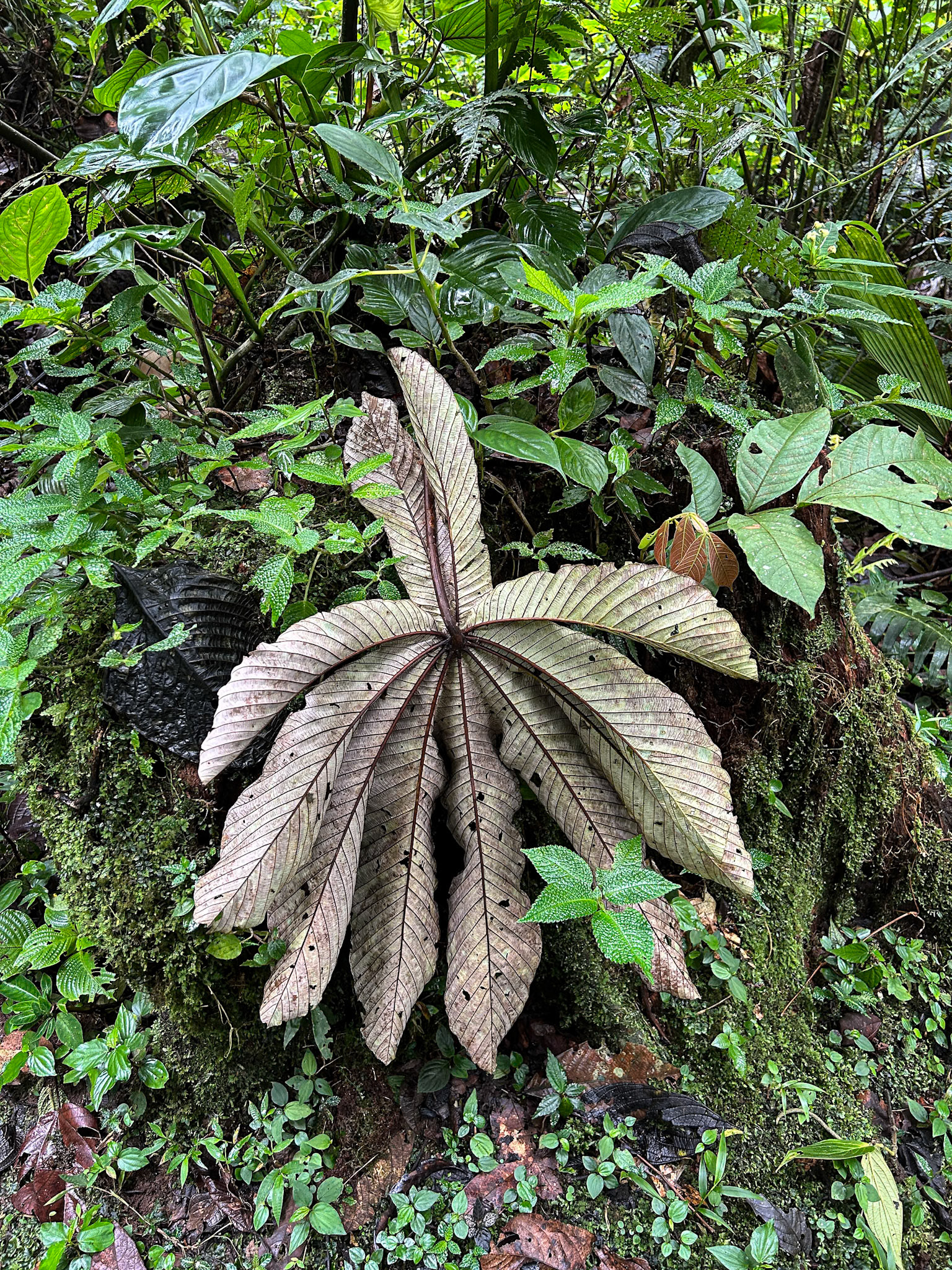 Birding Wild Sumaco Lodge &amp; Reserve