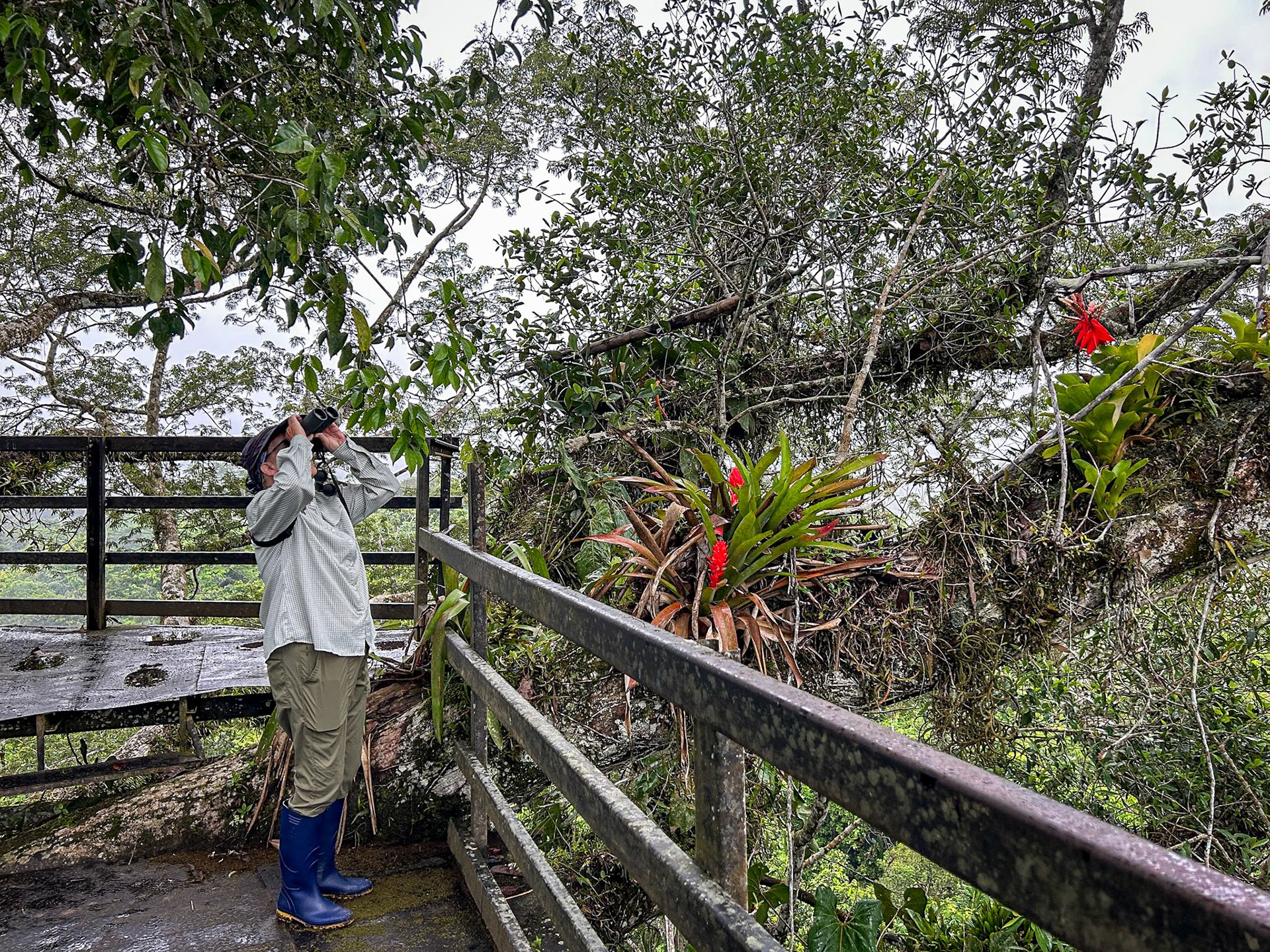 Birding the Sani Lodge Tower