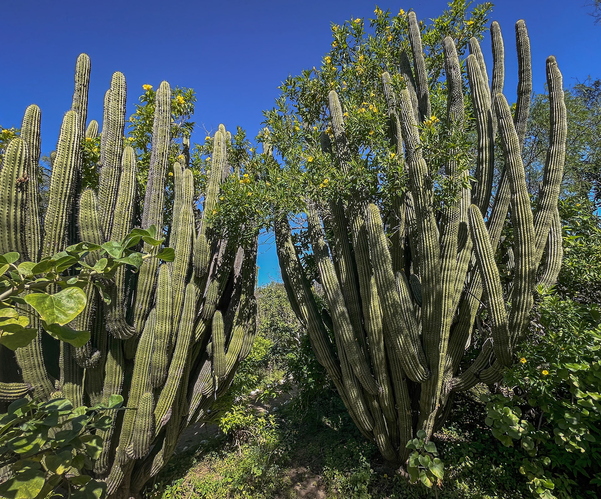 Santuario de los Cactus