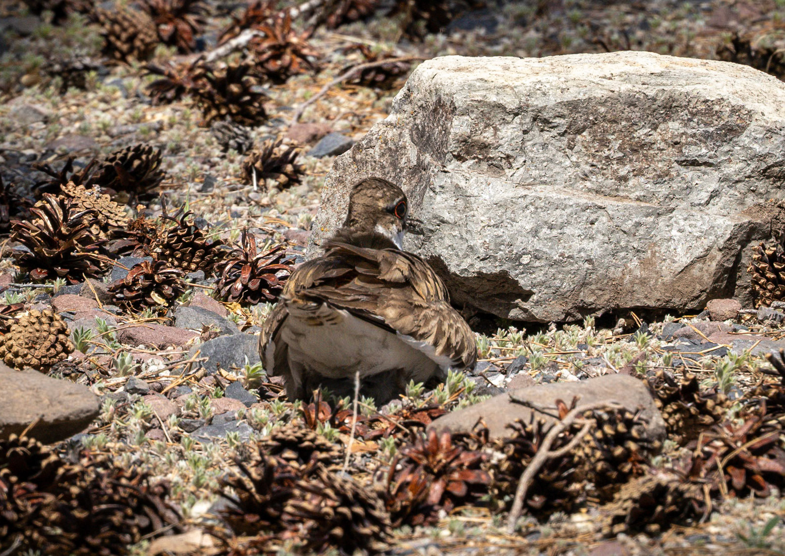 Killdeer on Eggs
