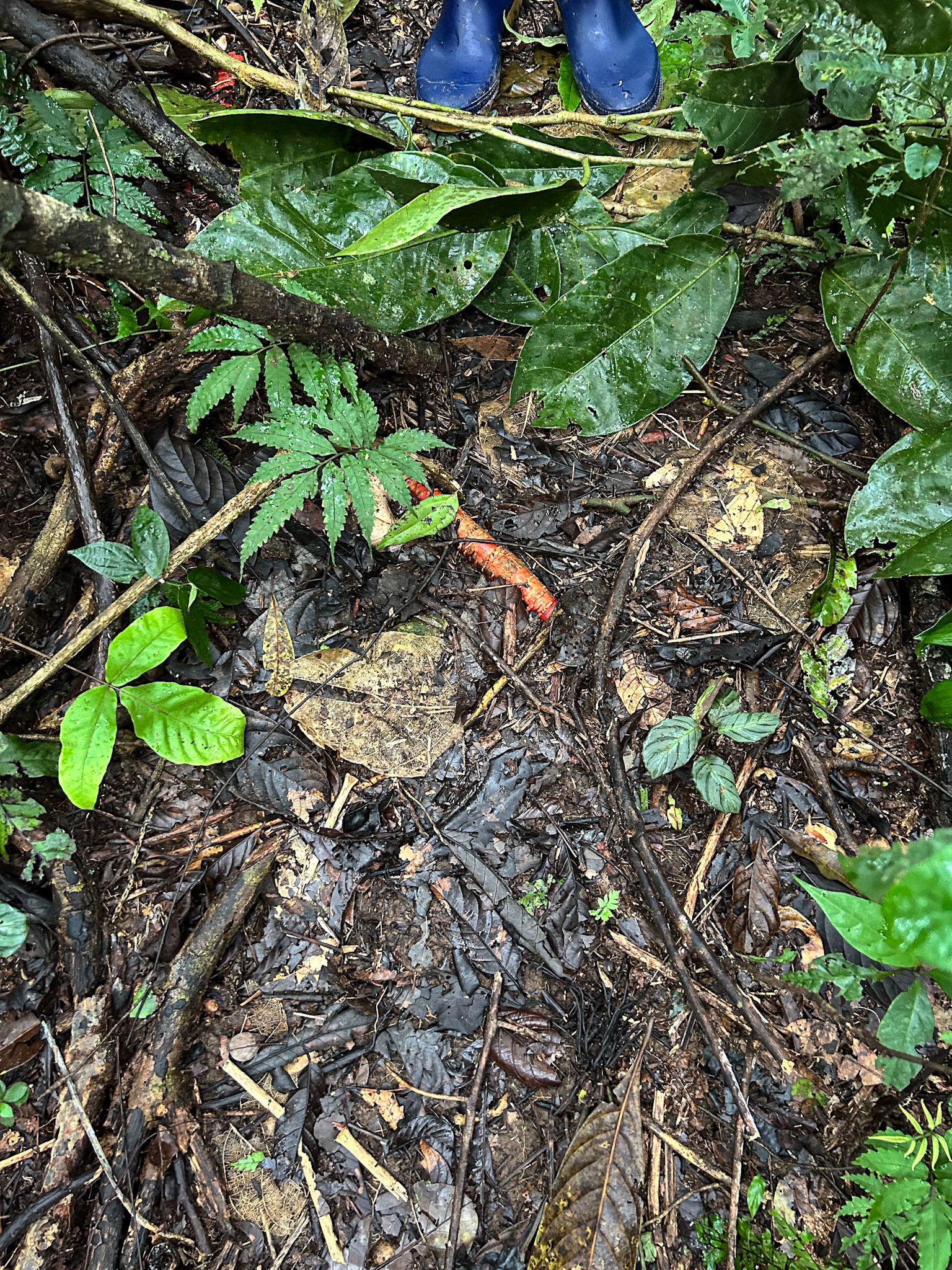 Birding the Sani Lodge Forest