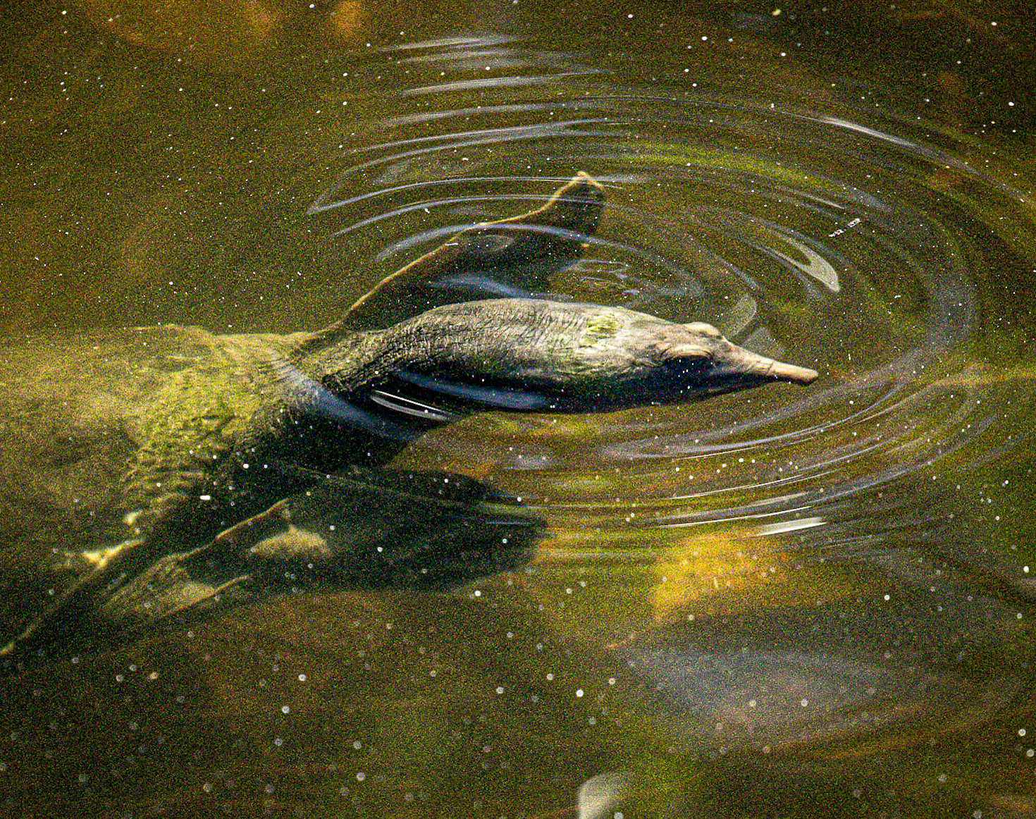 Florida softshell turtle