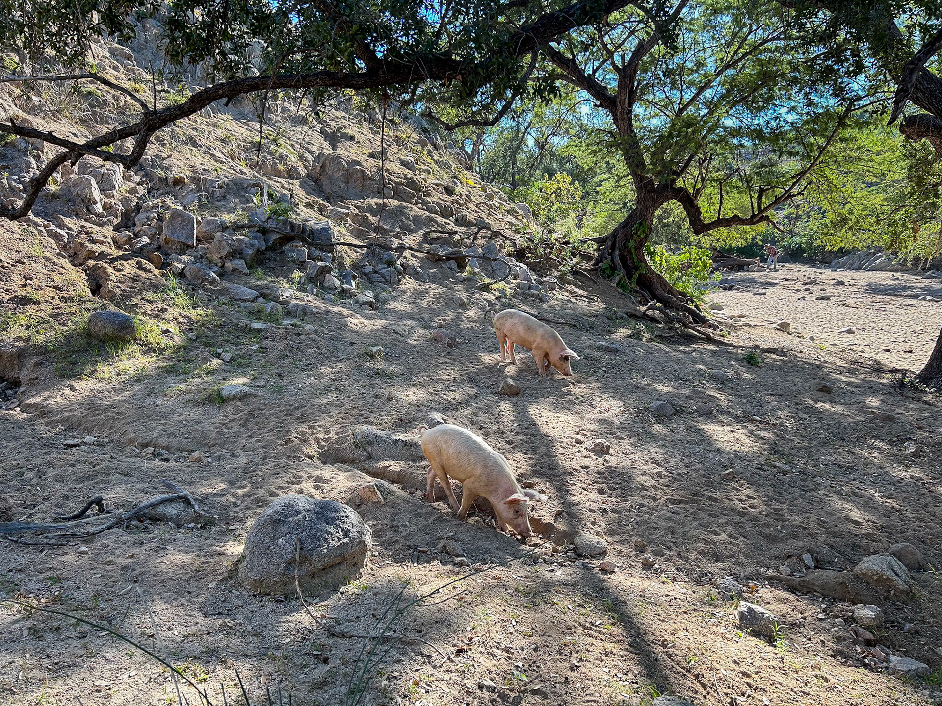 Arroyo Los Encinitos