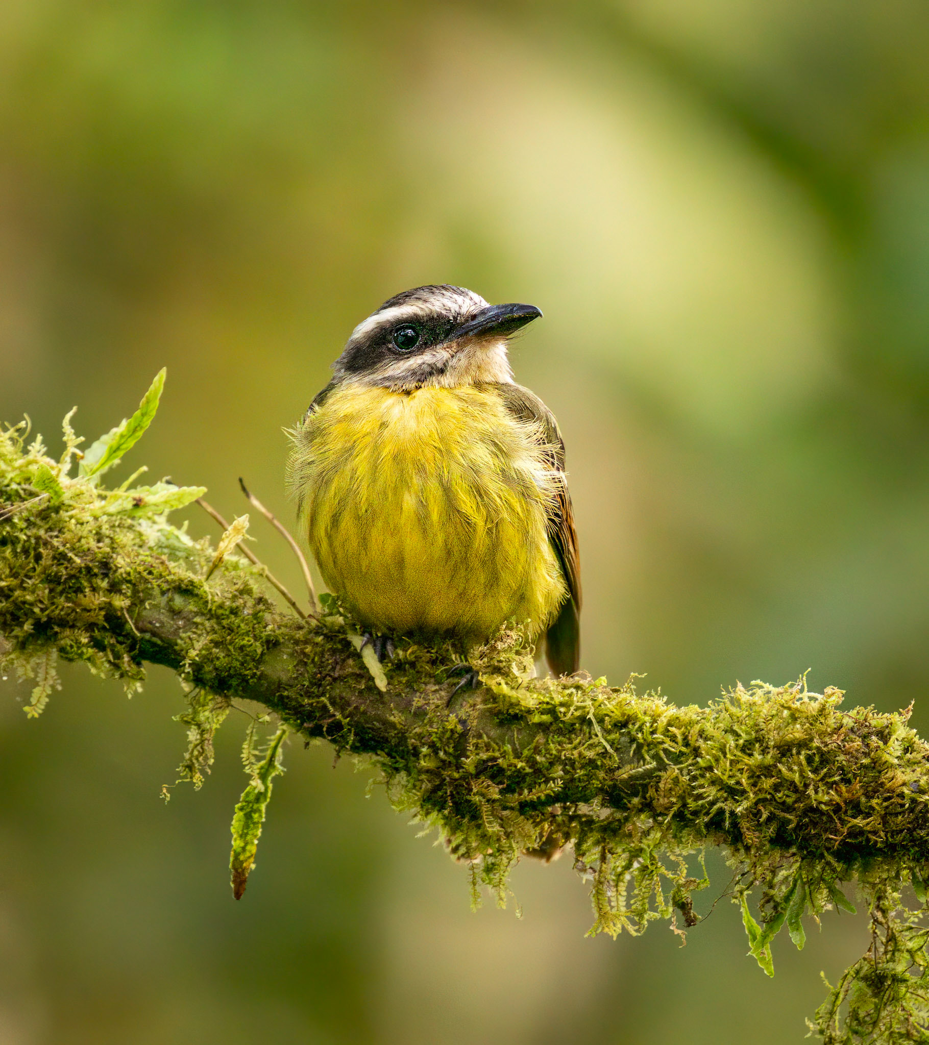 Golden-bellied Flycatcher