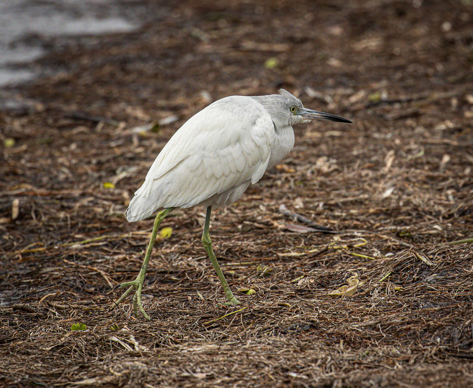 Little Blue Heron (juvenile)