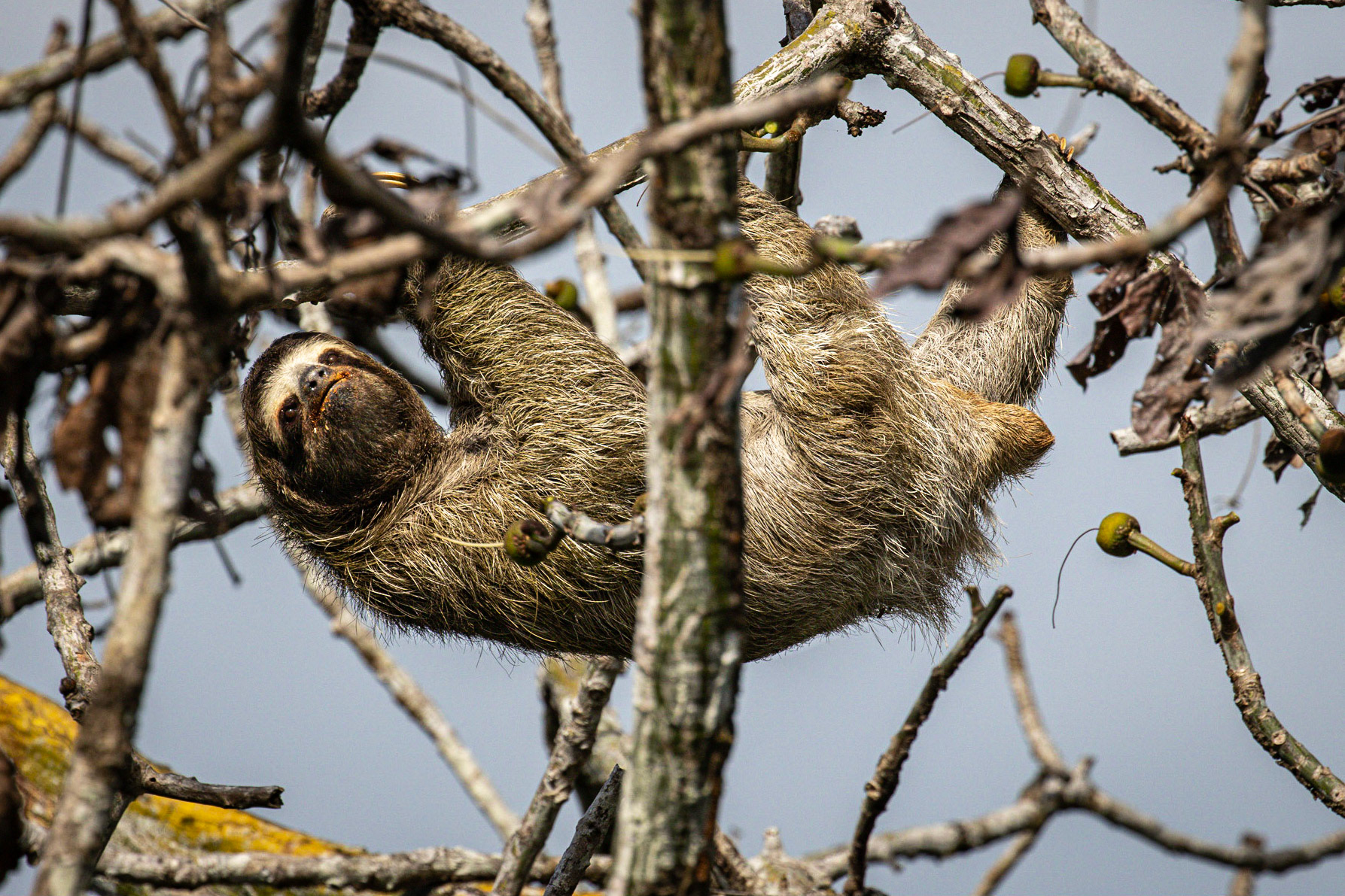 3-toed Sloth