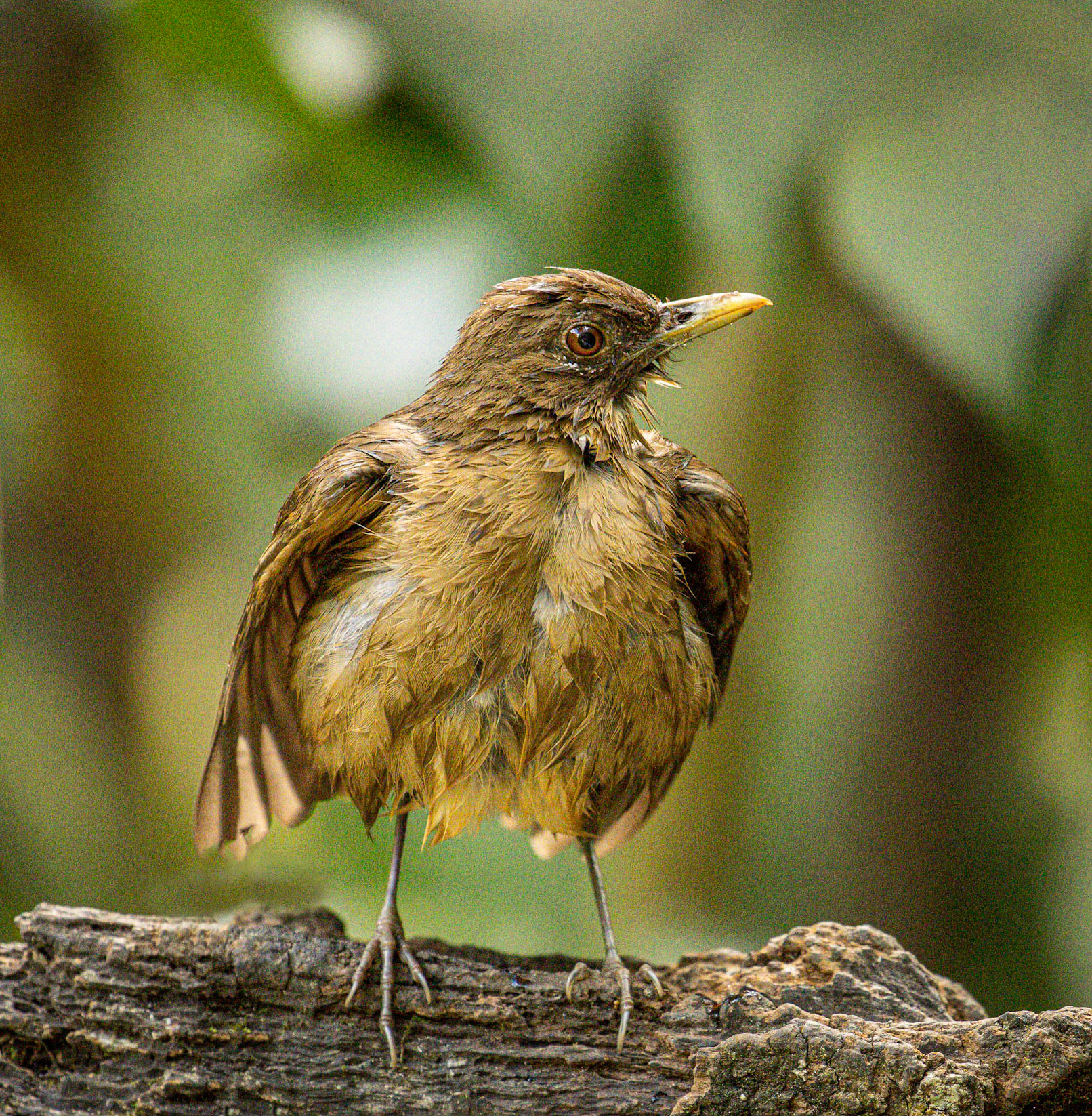 Clay-colored Thrush