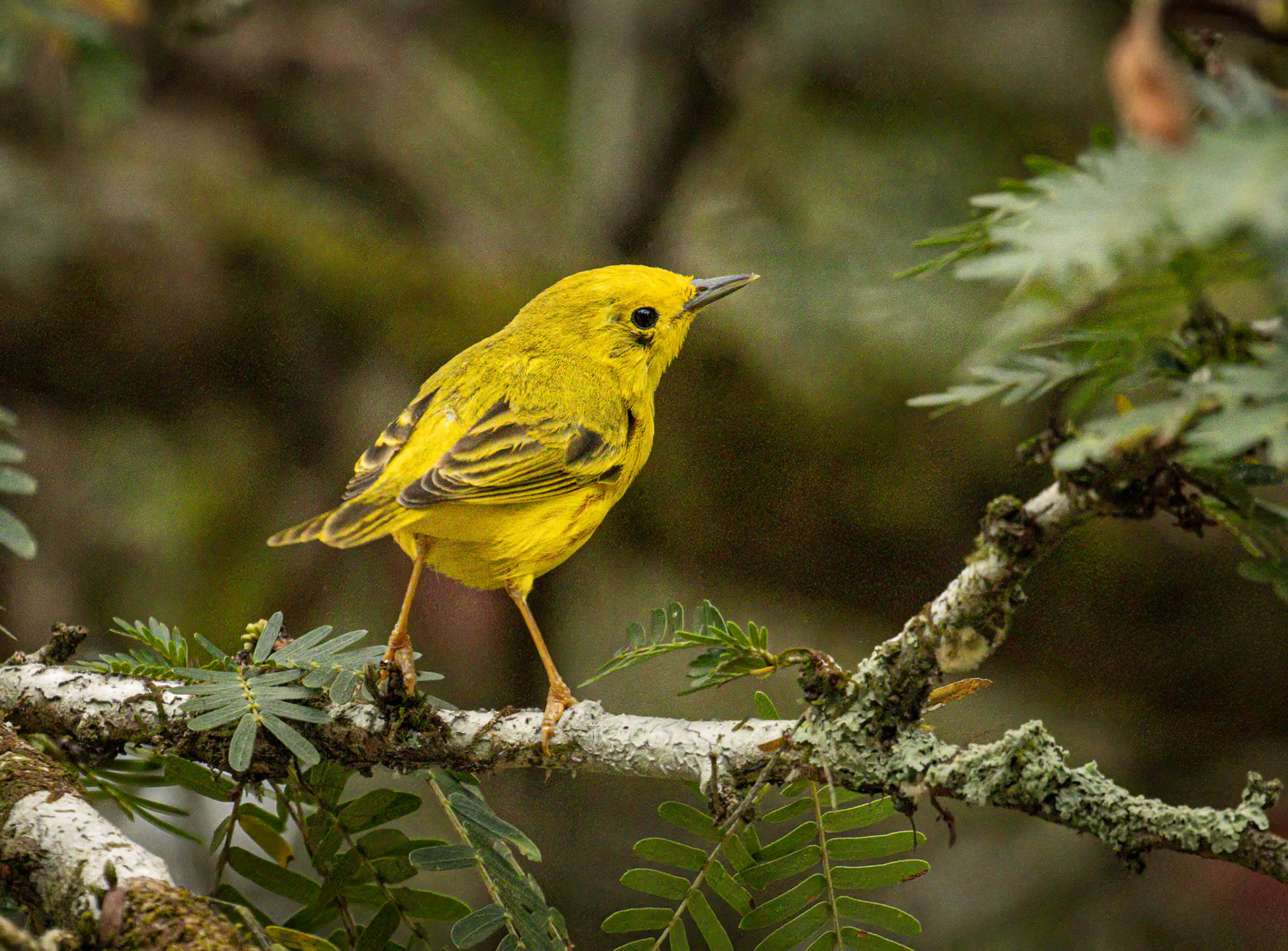 Yellow Warbler