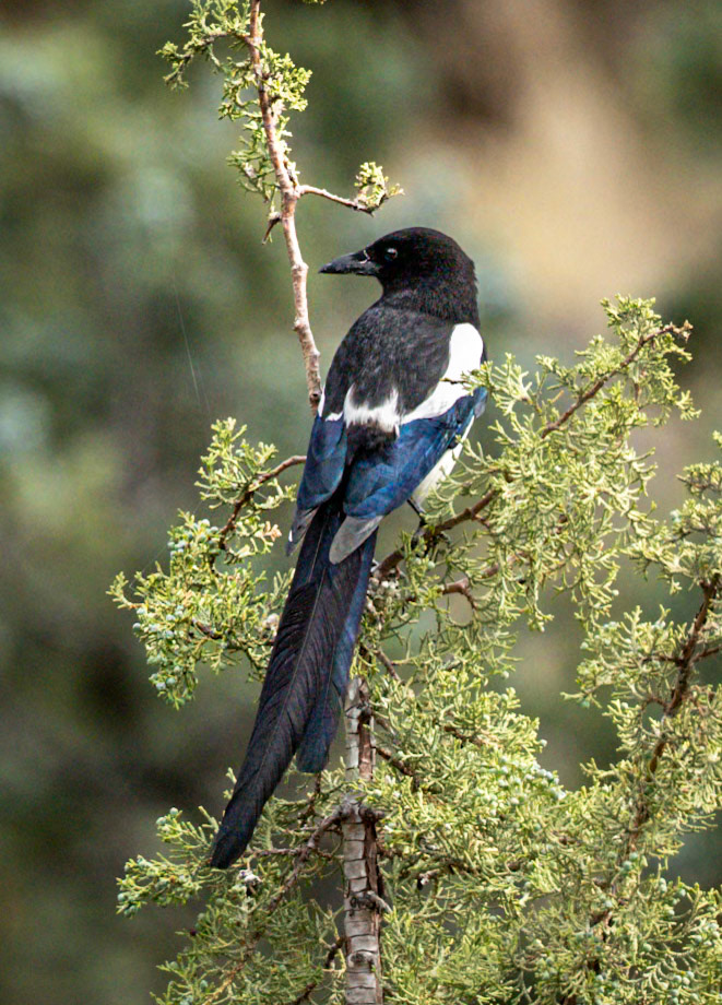 Black-billed Magpie