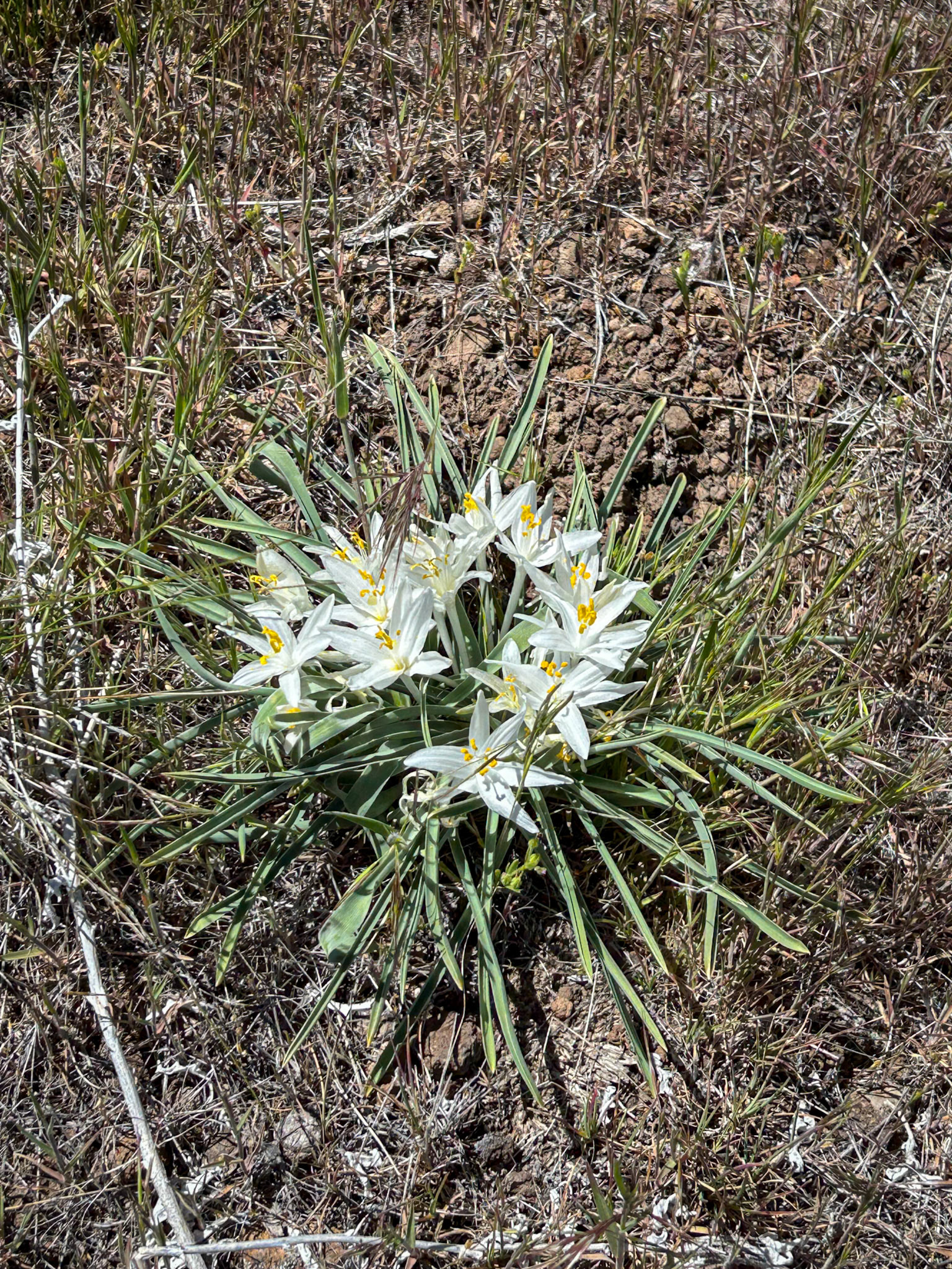Desert Lily
