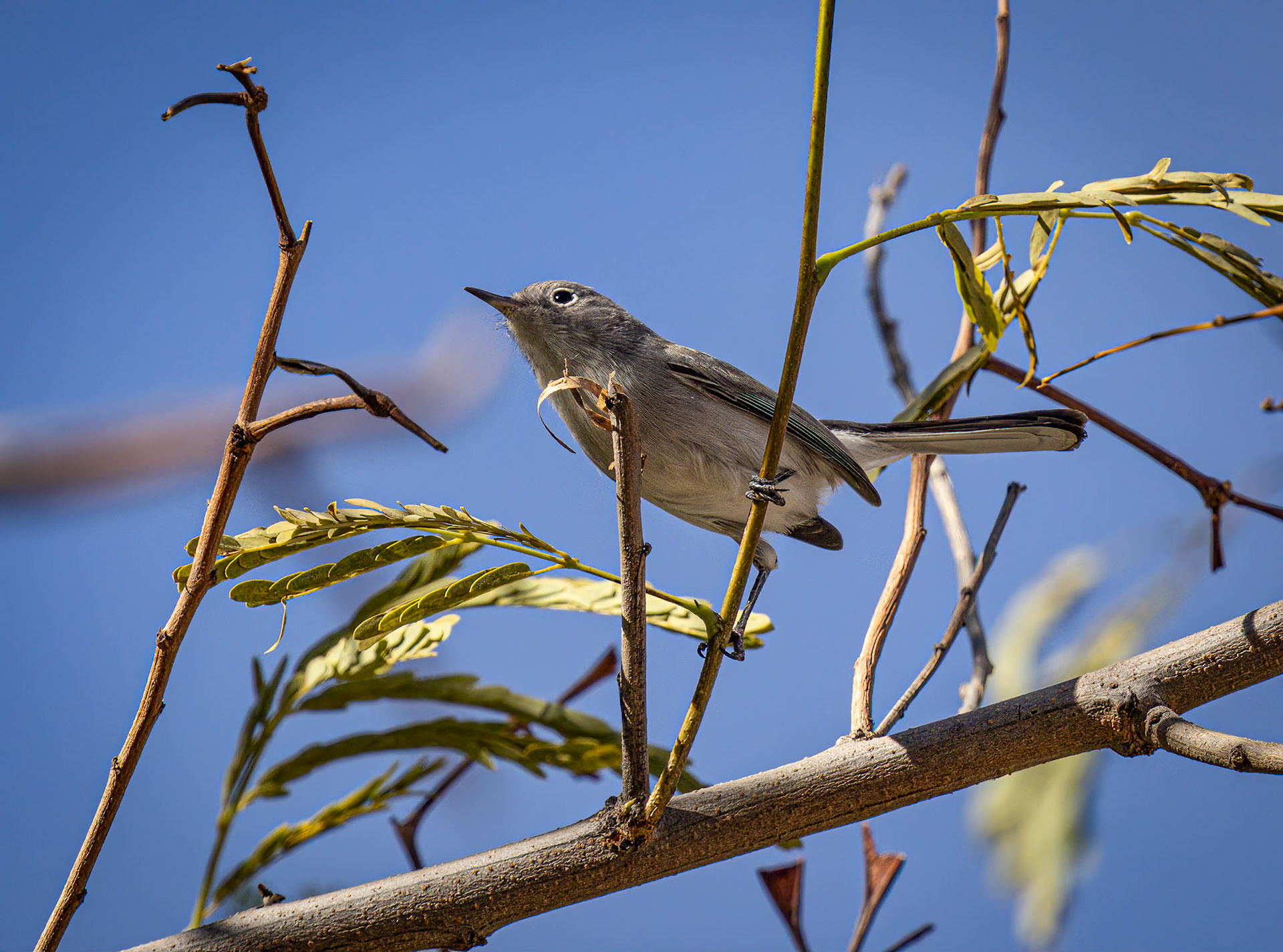 Blue-gray Gnatcatcher