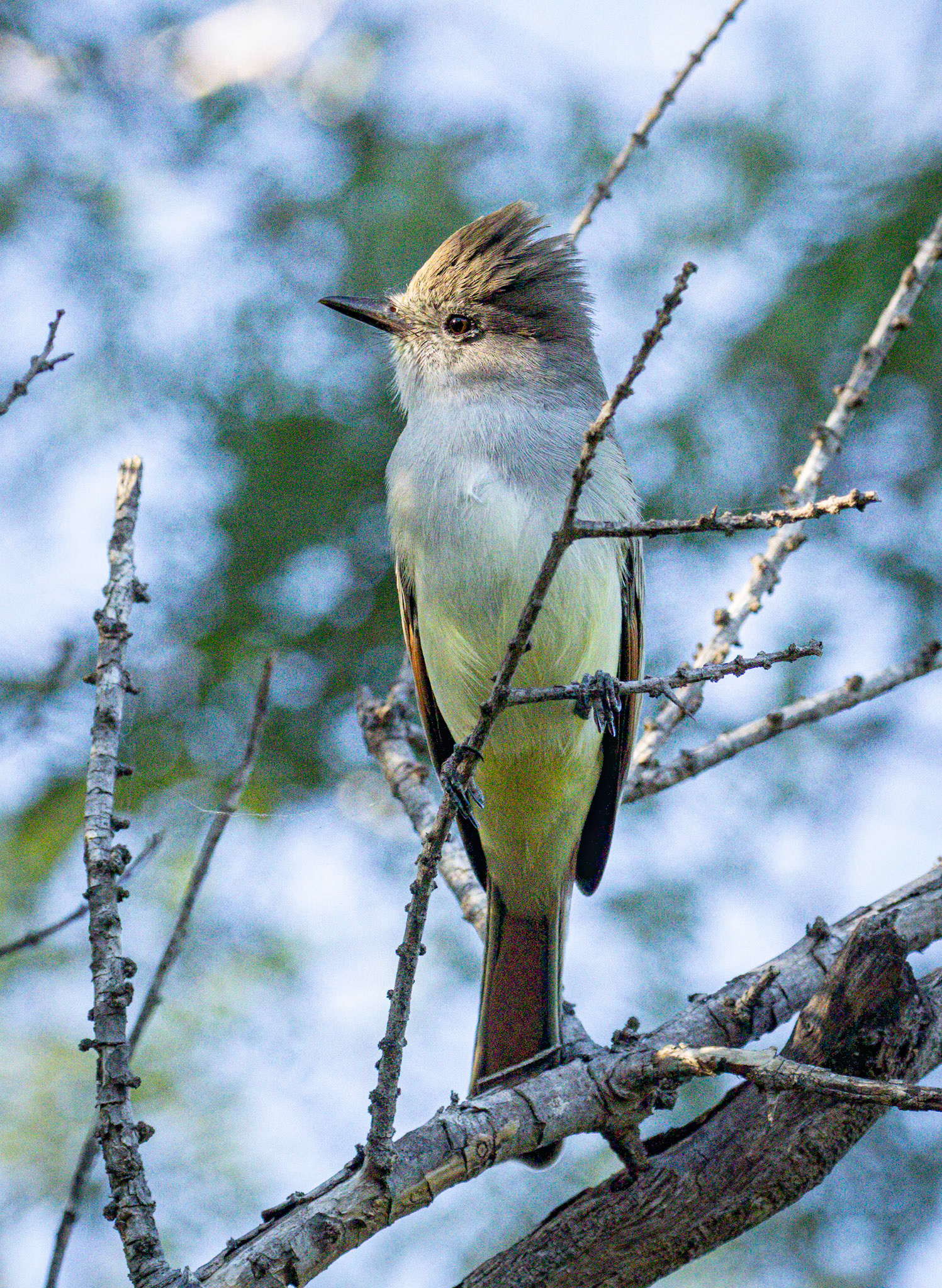 Ash-throated Flycatcher