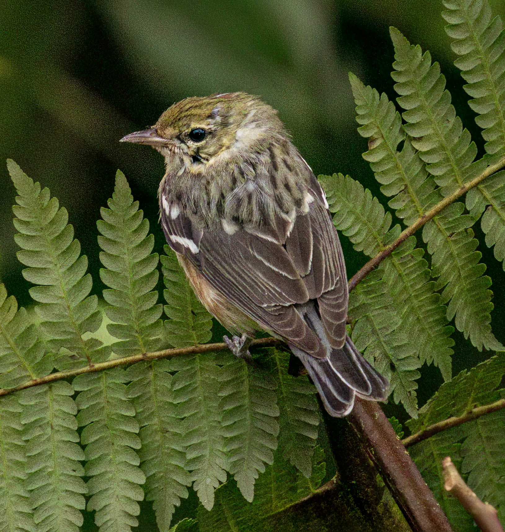 Bay-breasted Warbler
