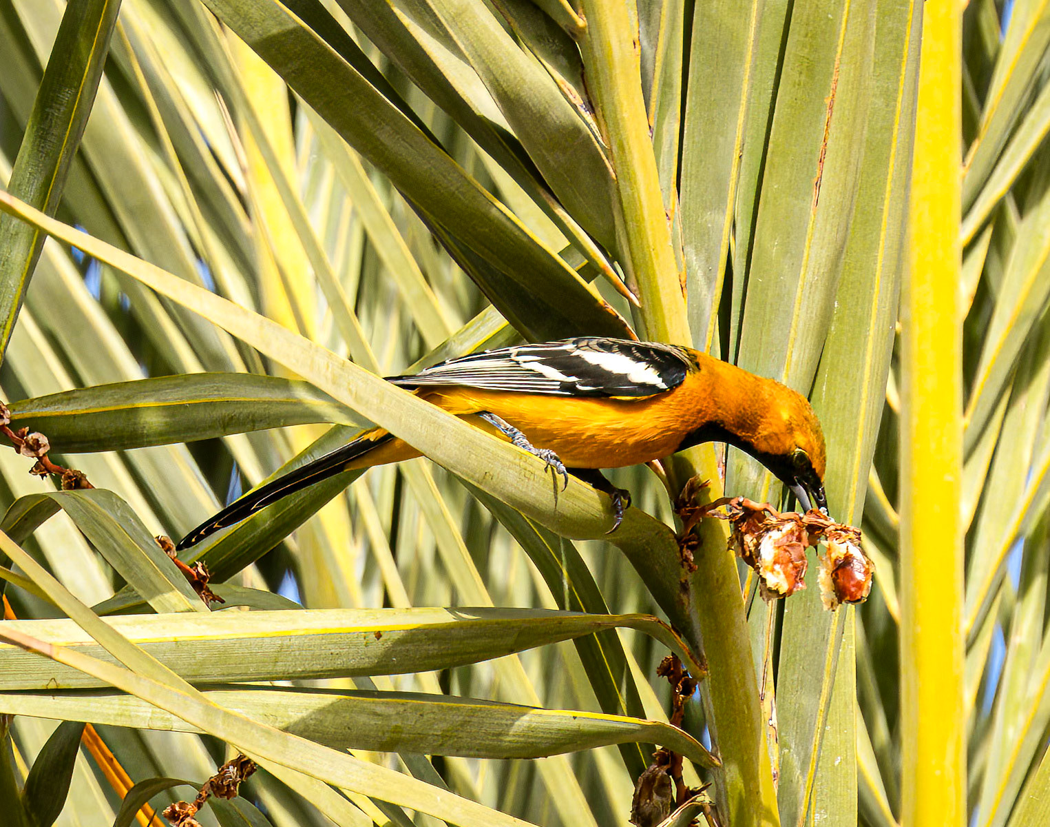 Hooded Oriole