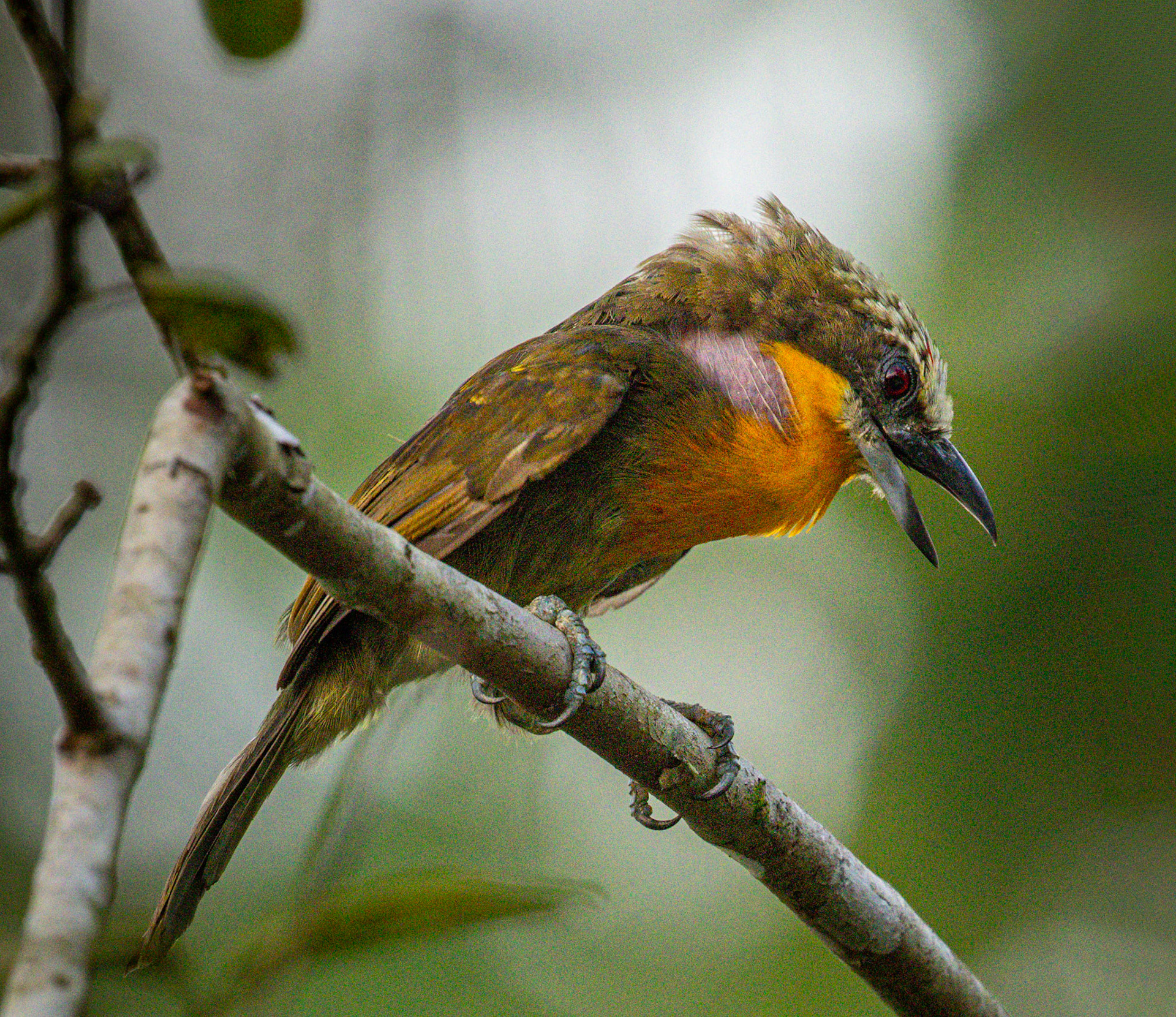 Scarlet-crowned Barbet