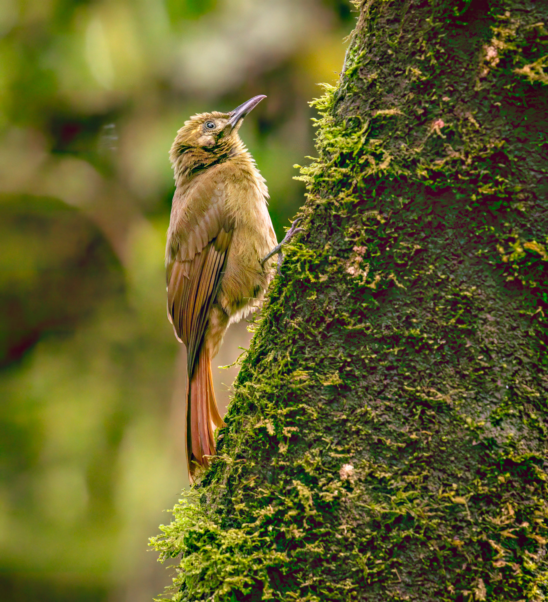Plain-brown Woodcreeper