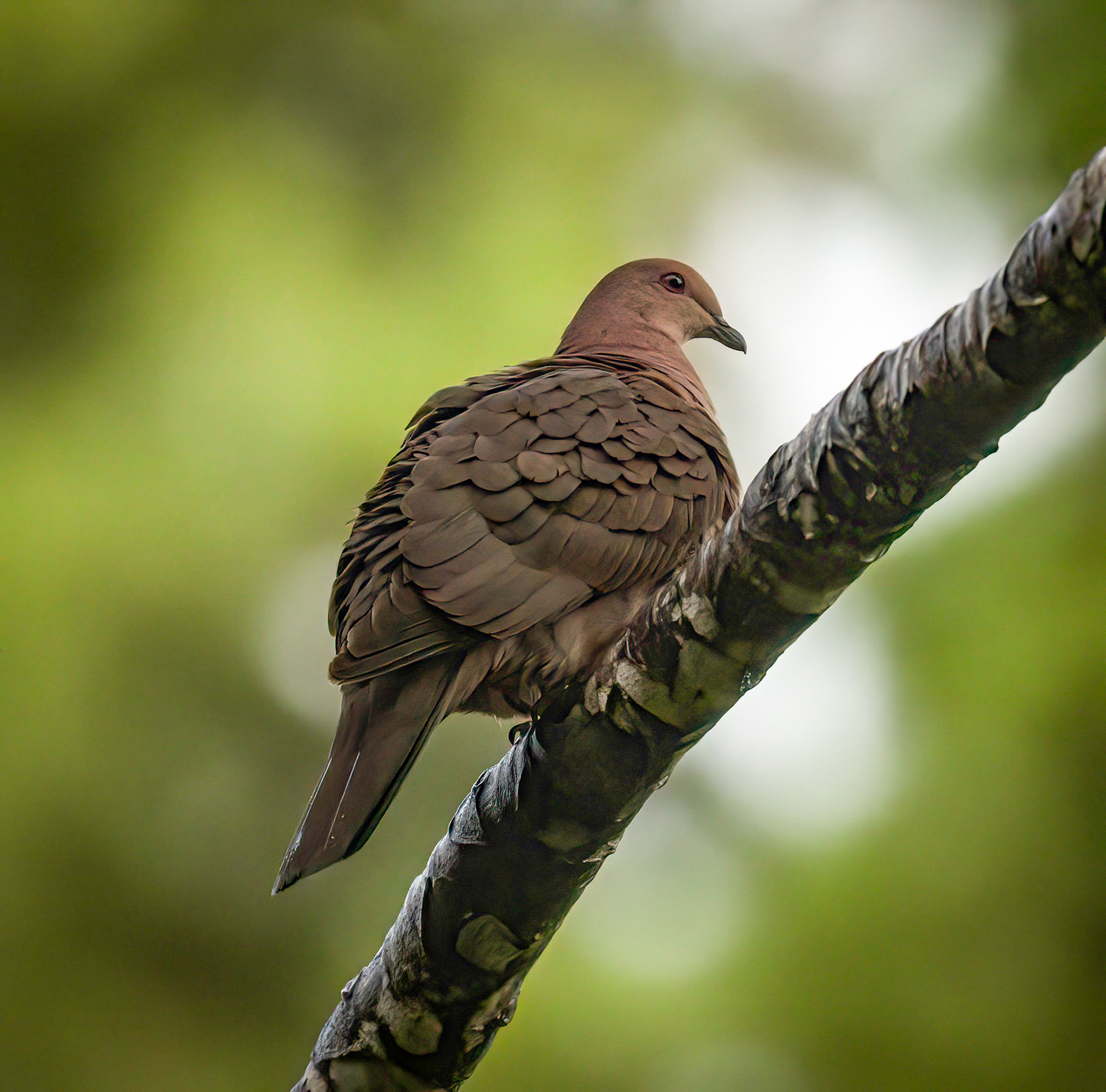 Short-billed Pigeon
