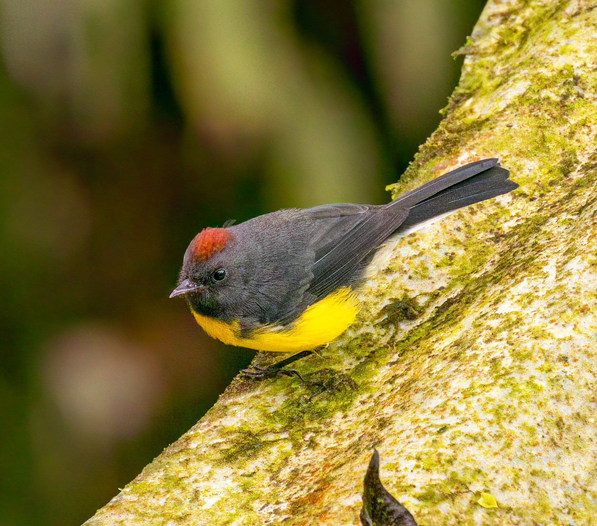 Slate-throated Redstart