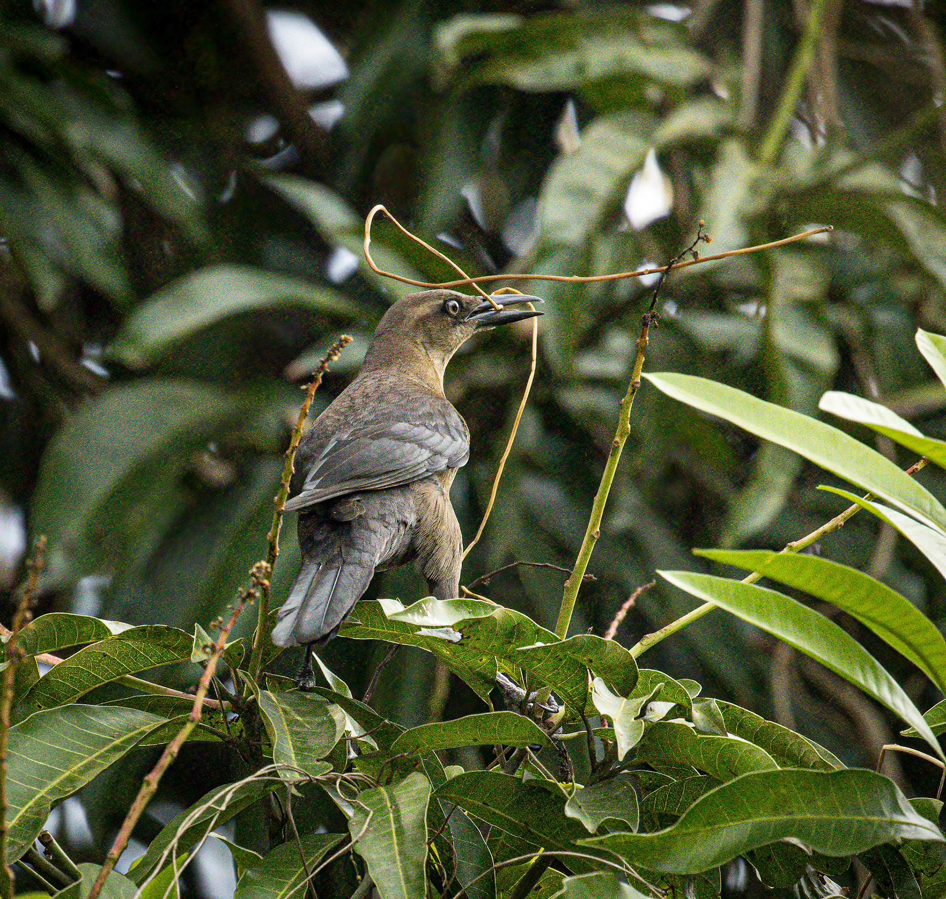 Great-tailed Grackle